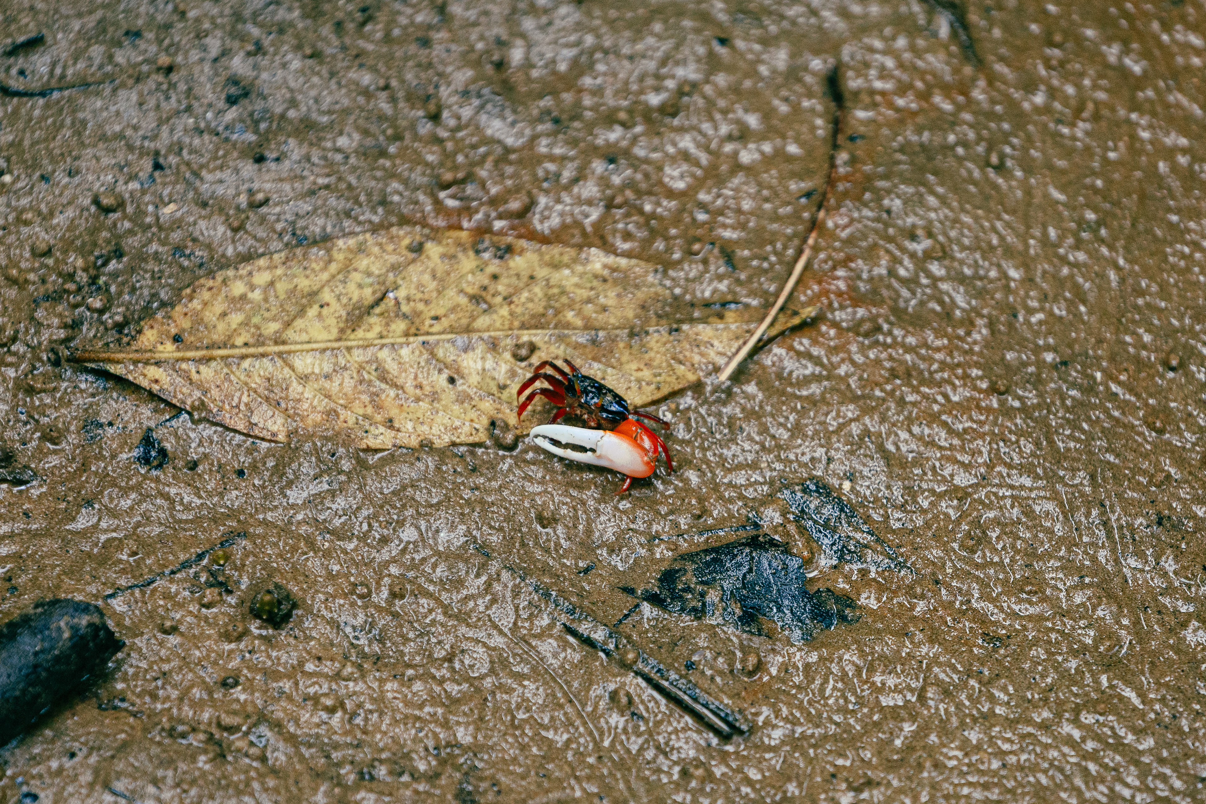 Crabe violoniste - Bako National Park, Bornéo