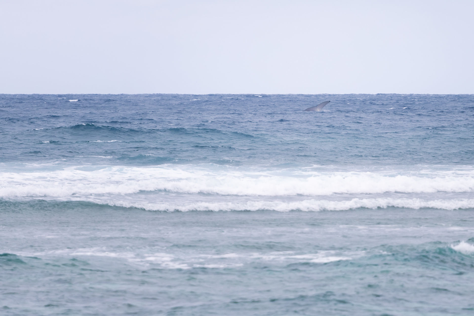 Baleine à bosse - Île d'Éfaté, Vanuatu