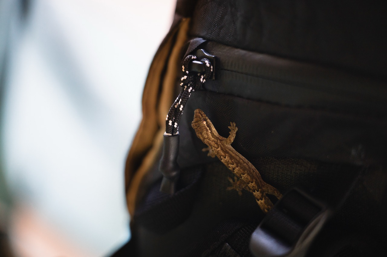 Geko - Manono, Samoa