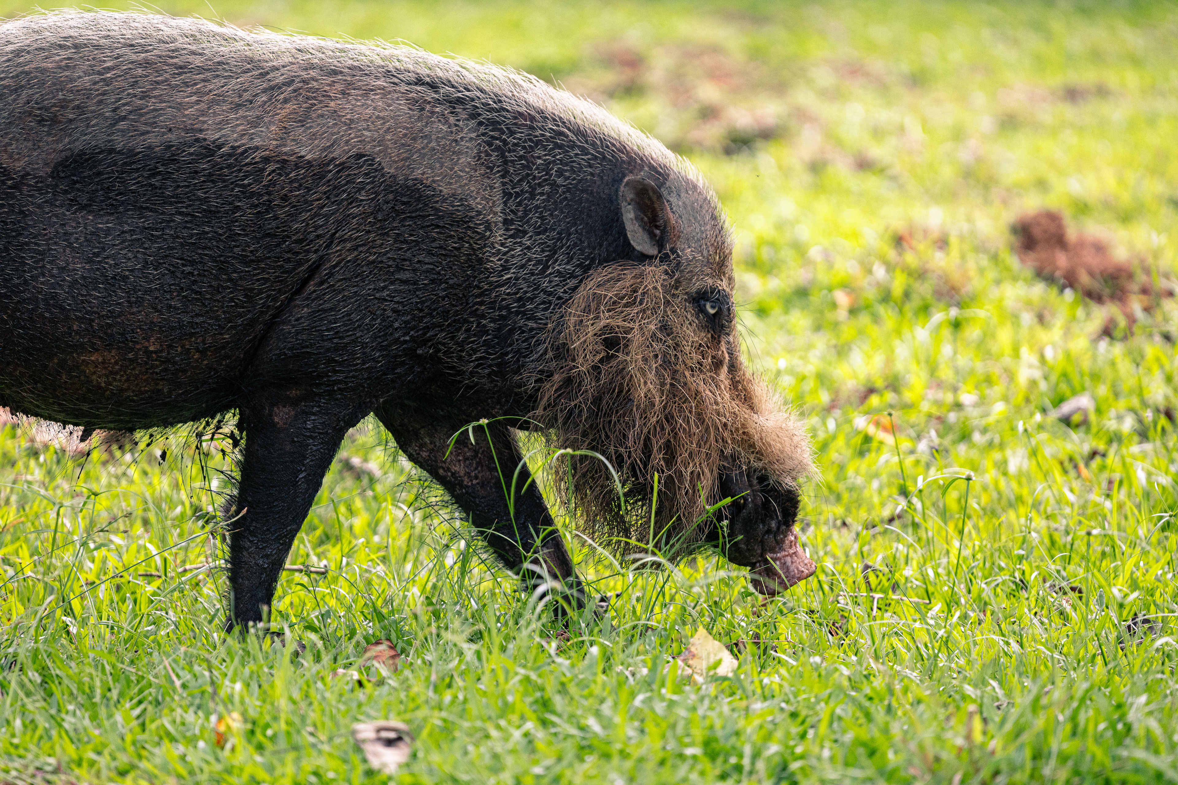 Sanglier barbu - Bako National Park, Bornéo
