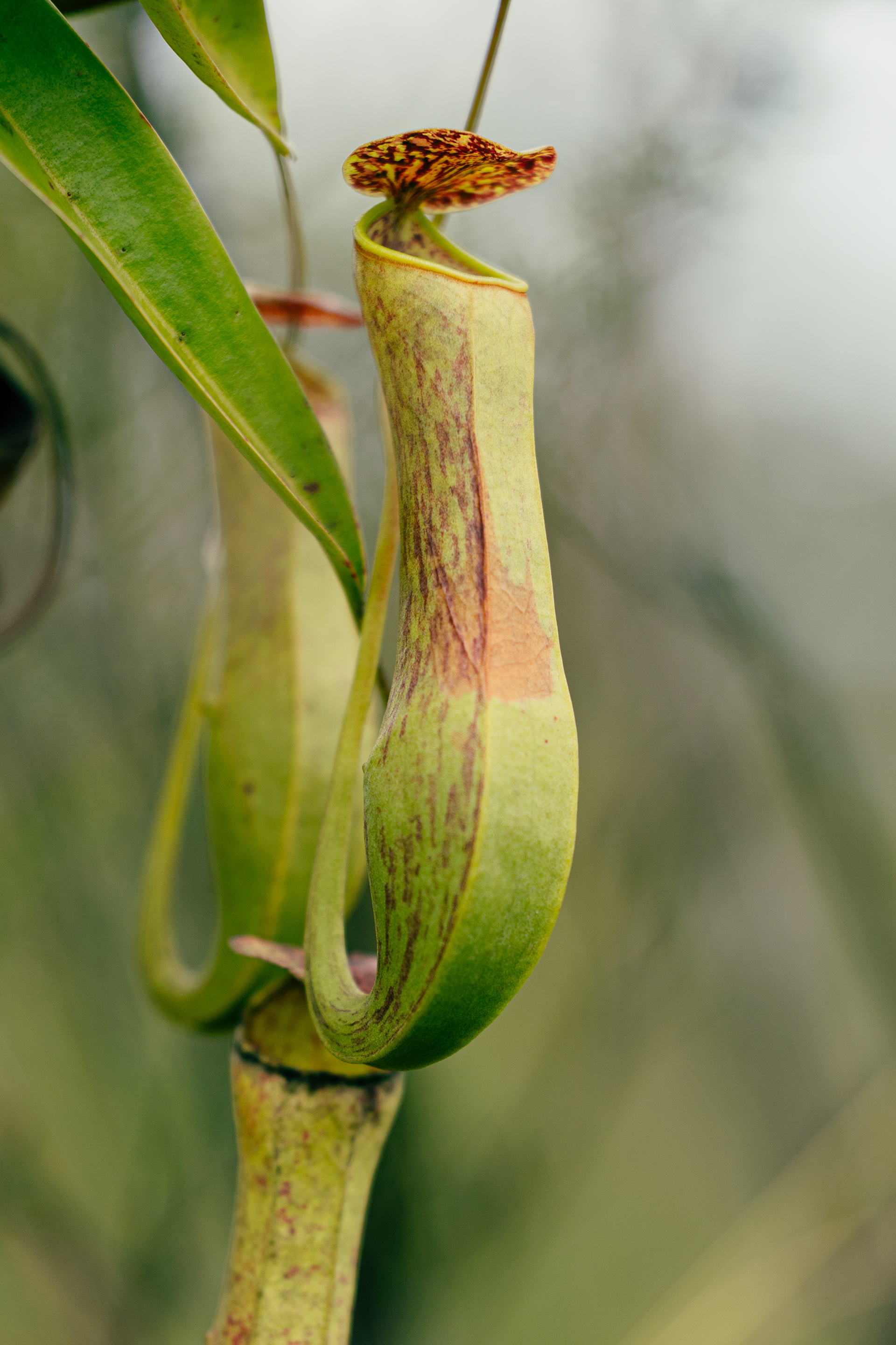 Nepenthaceae - Bako National Park, Bornéo