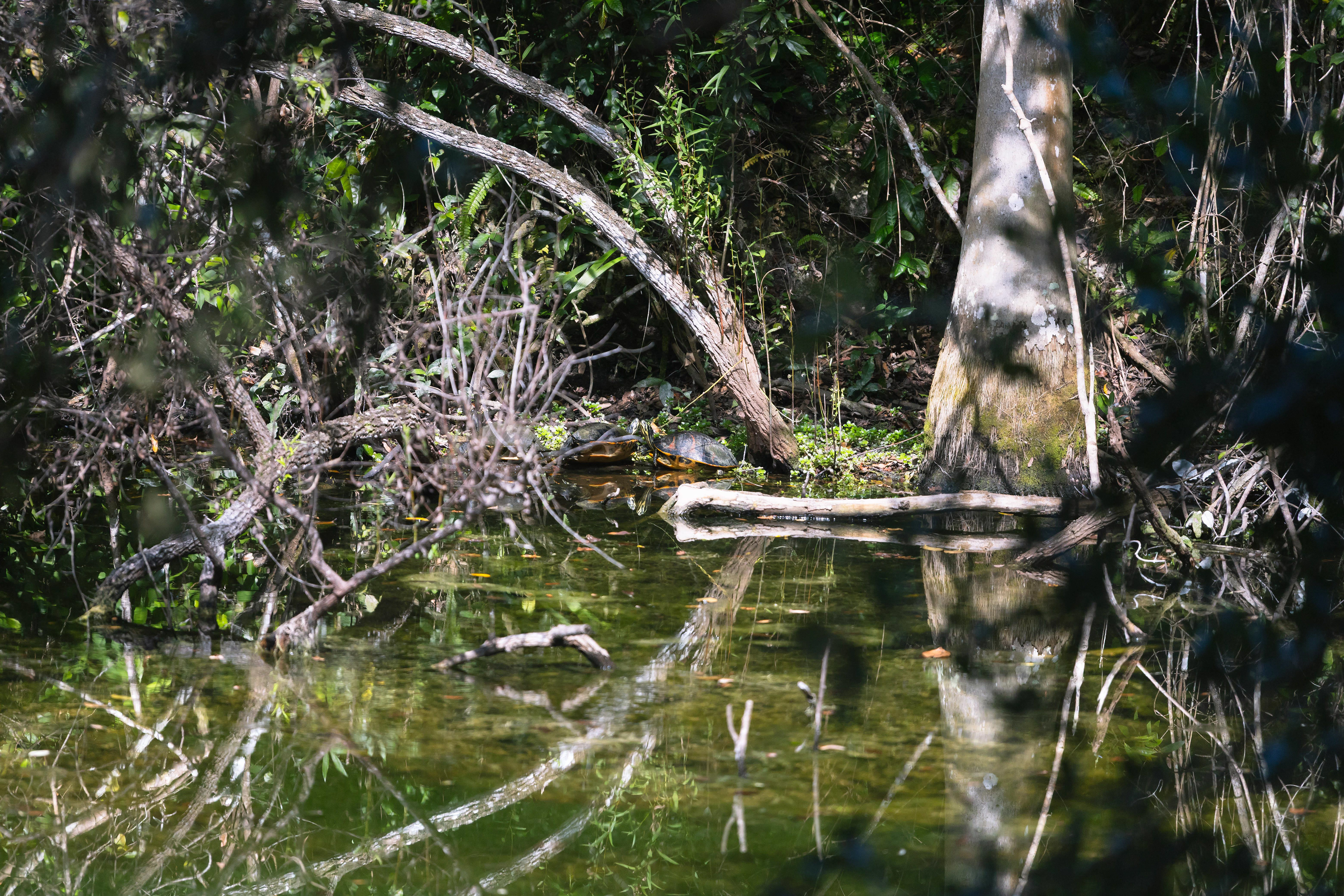 Tortue de Floride - Everglades, Floride, USA
