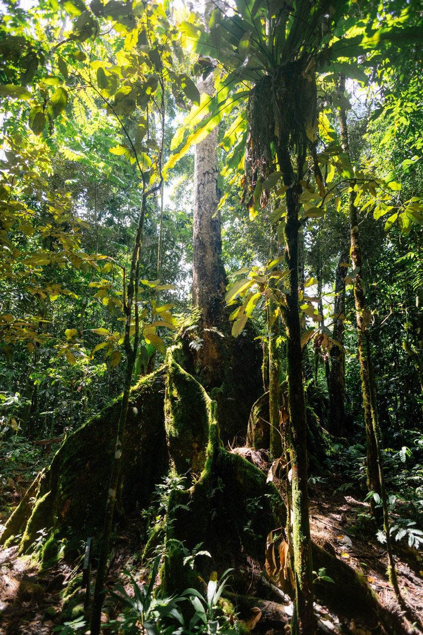 Jungle samoane - Upolu, Samoa