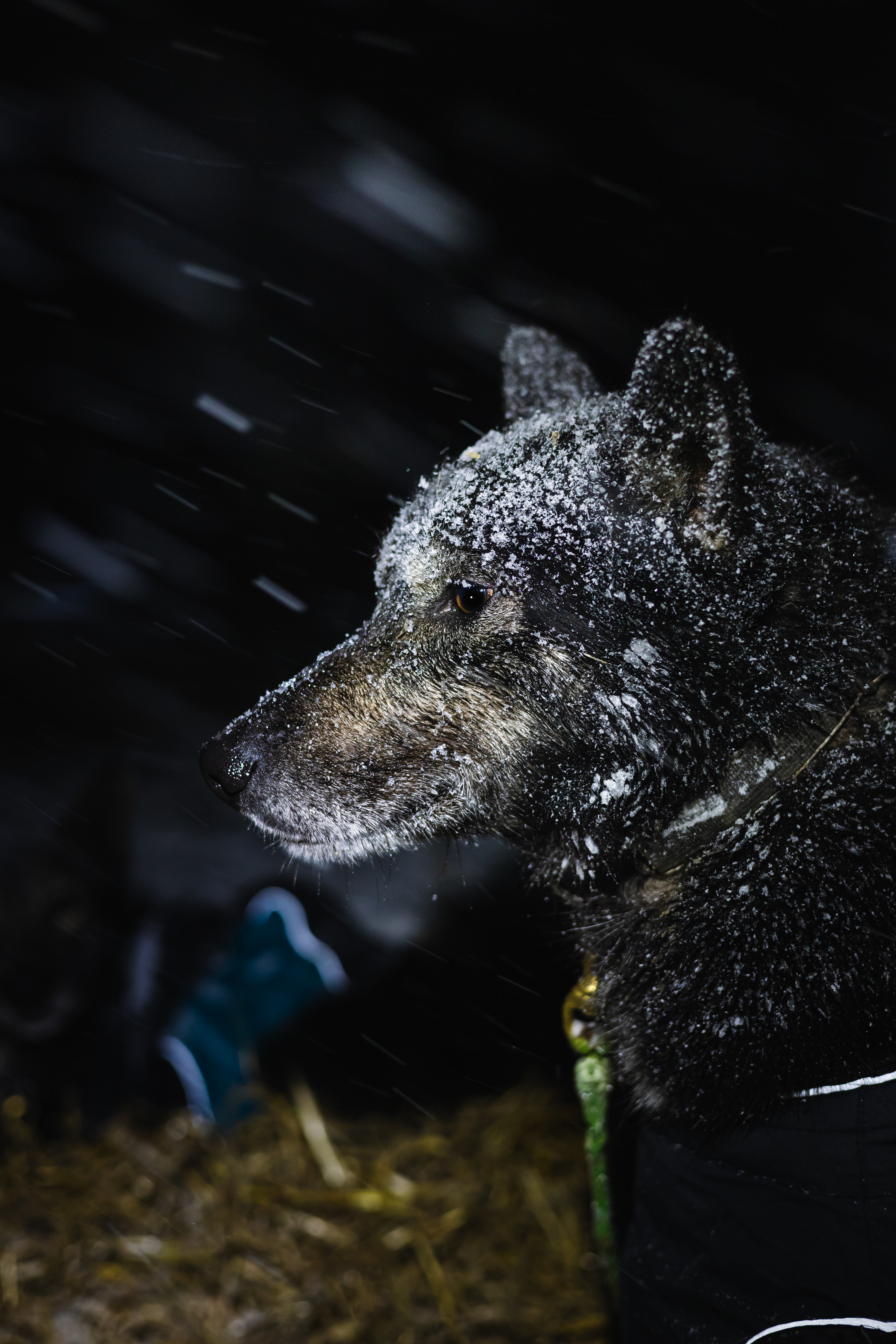 Chien dans le blizzard - Val Cenis, France
