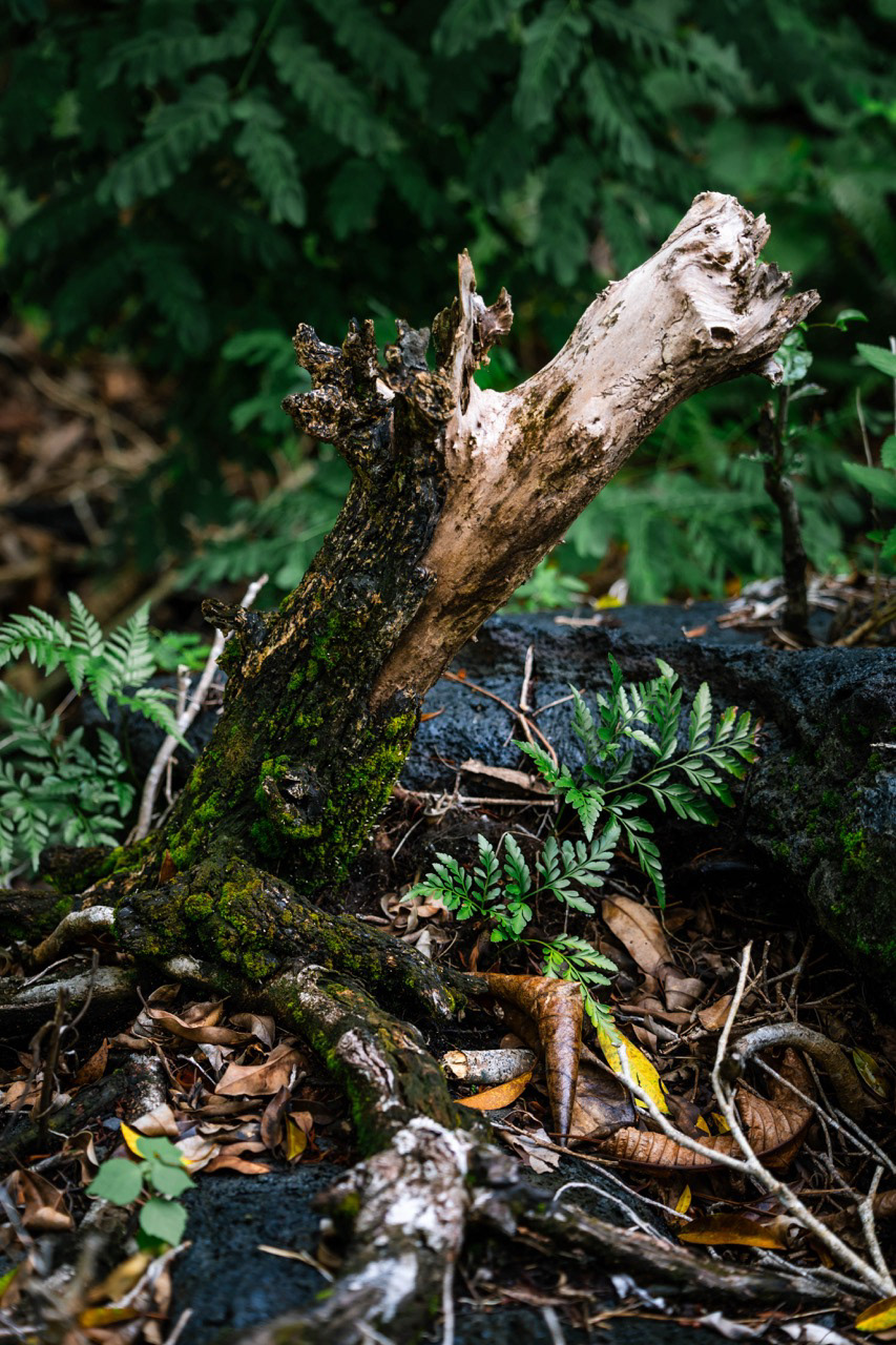 Champs de lave - Savai'i, Samoa