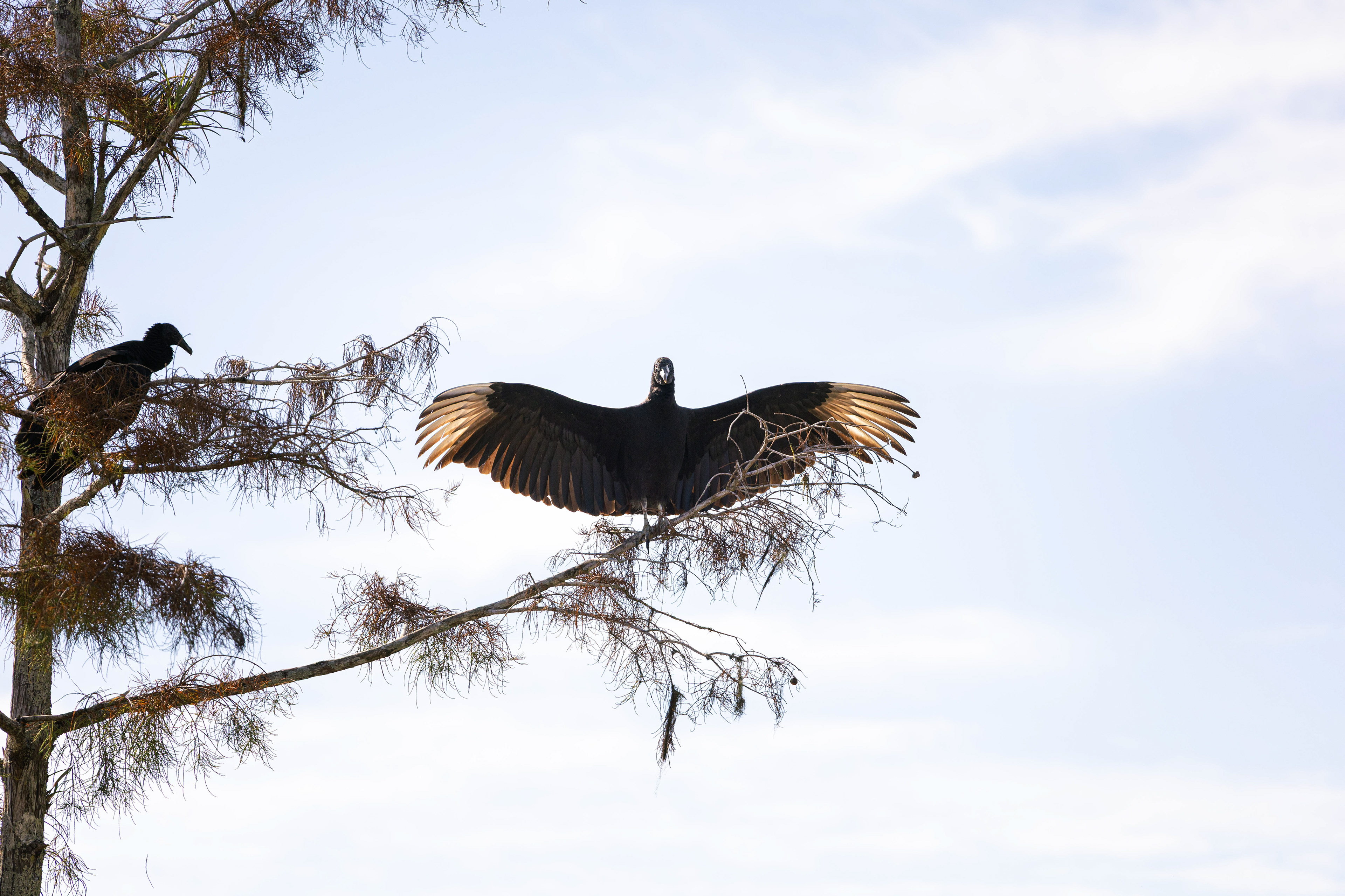 Urubu à tête noire - Everglades, Floride, USA