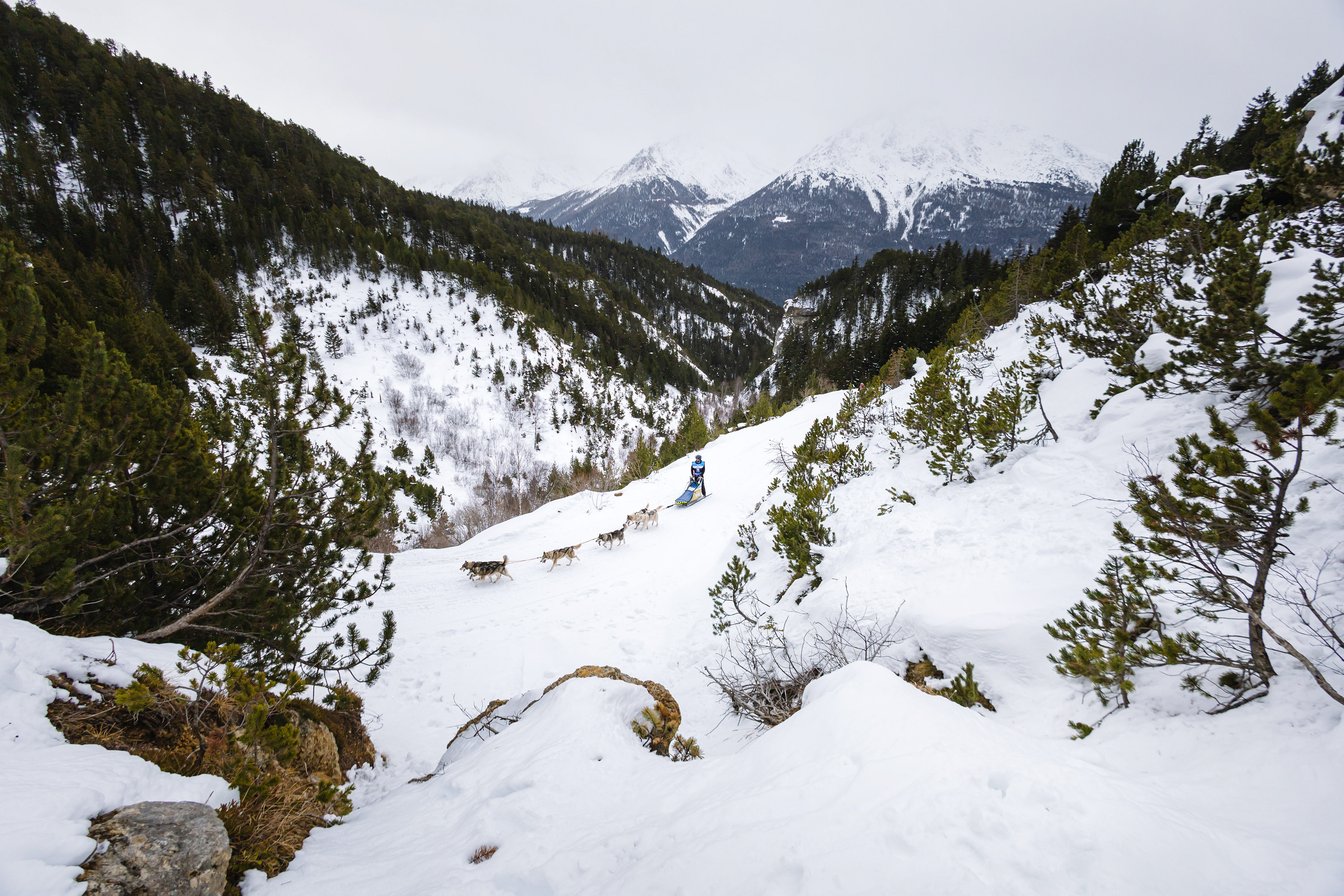 Musher en course - Aussois, France