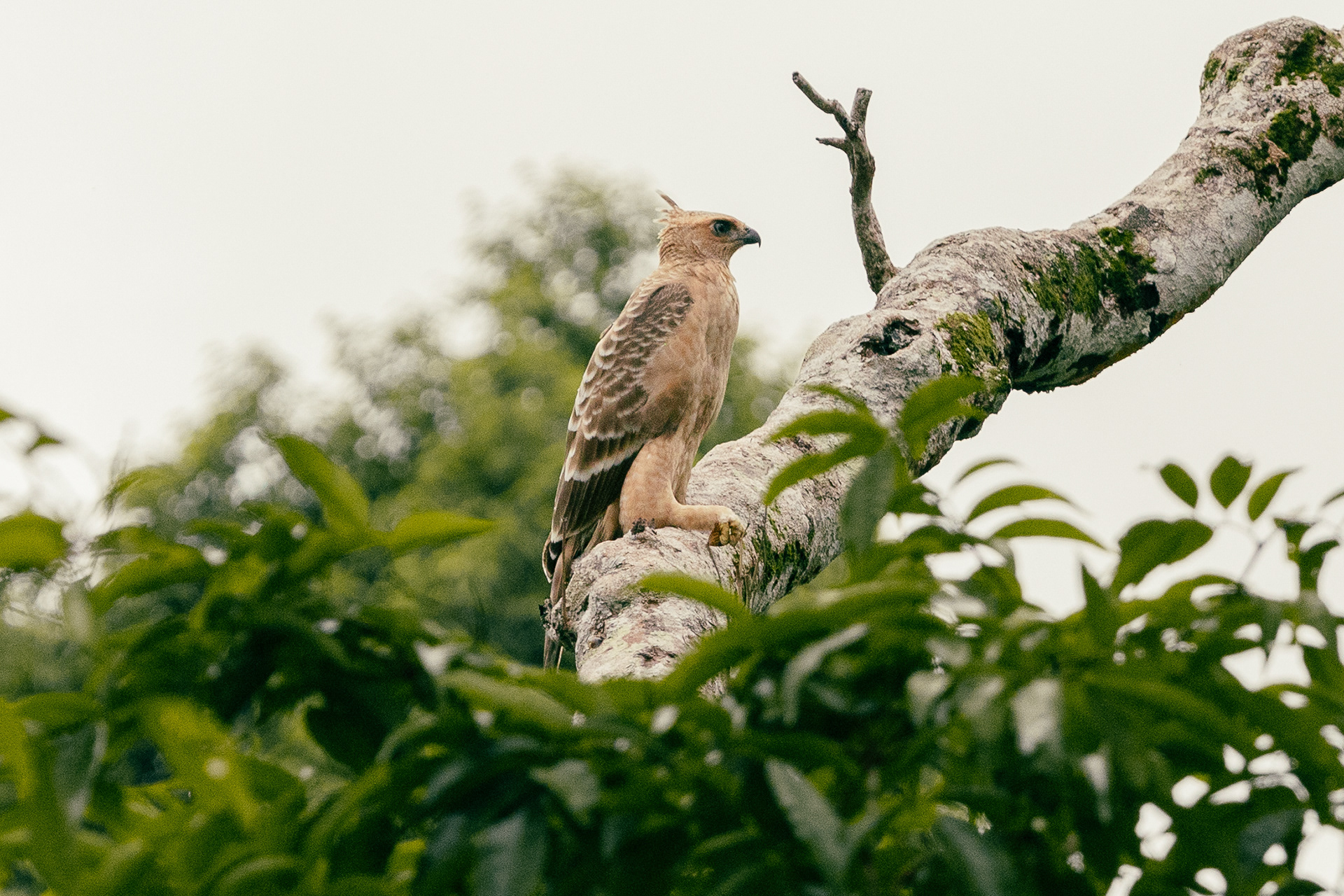Aigle de Wallace - Sepilok, Bornéo