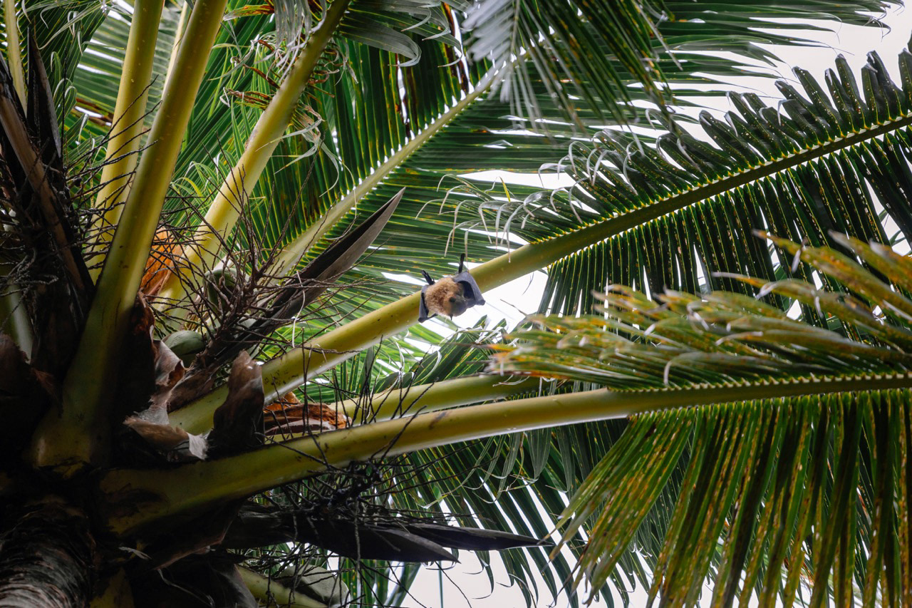 Chauve-souris - Savai'i, Samoa