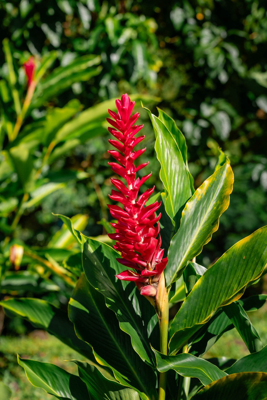 Teuila, emblème des Samoa - Upolu, Samoa