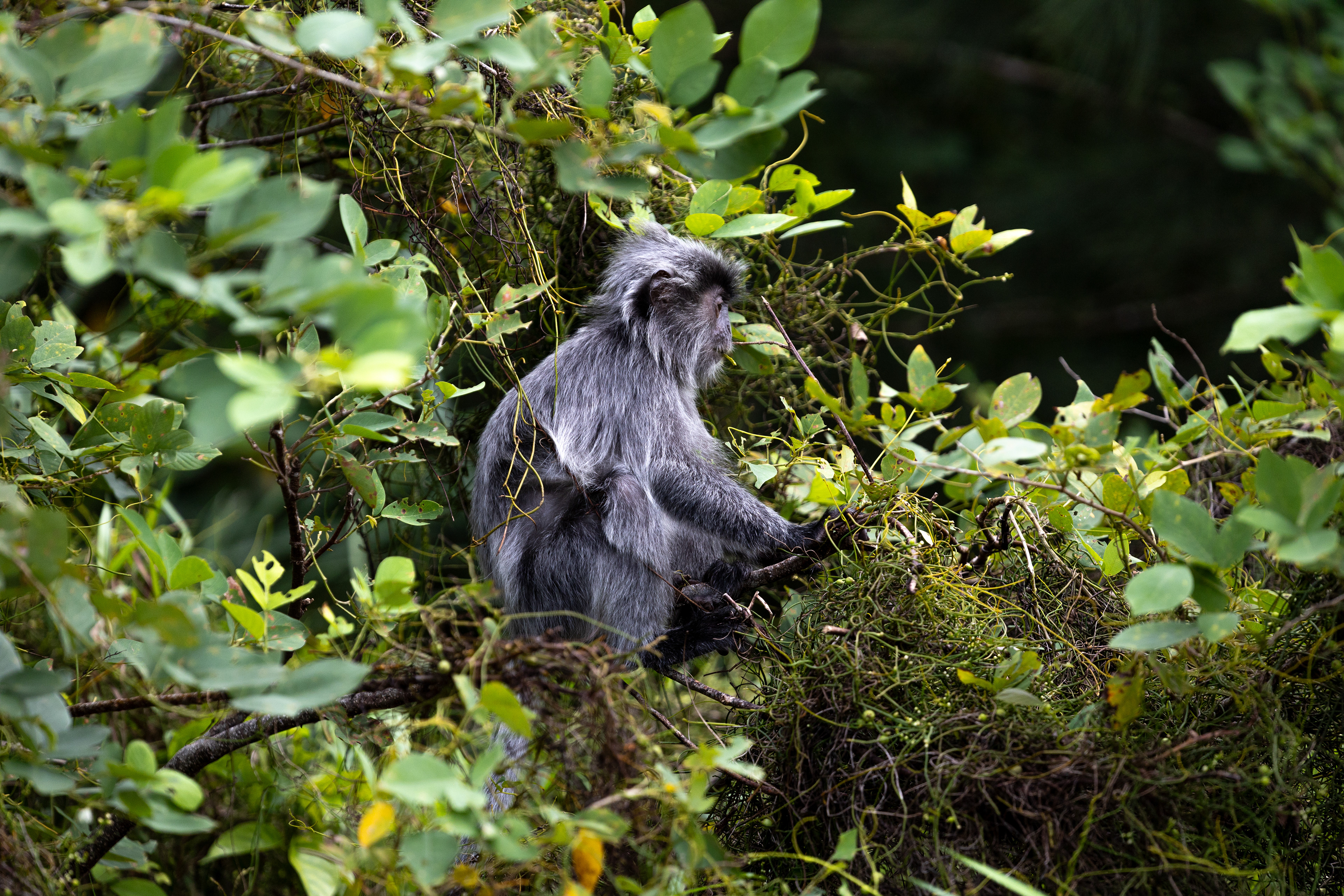 Langurs argentés - Bako National Park, Bornéo