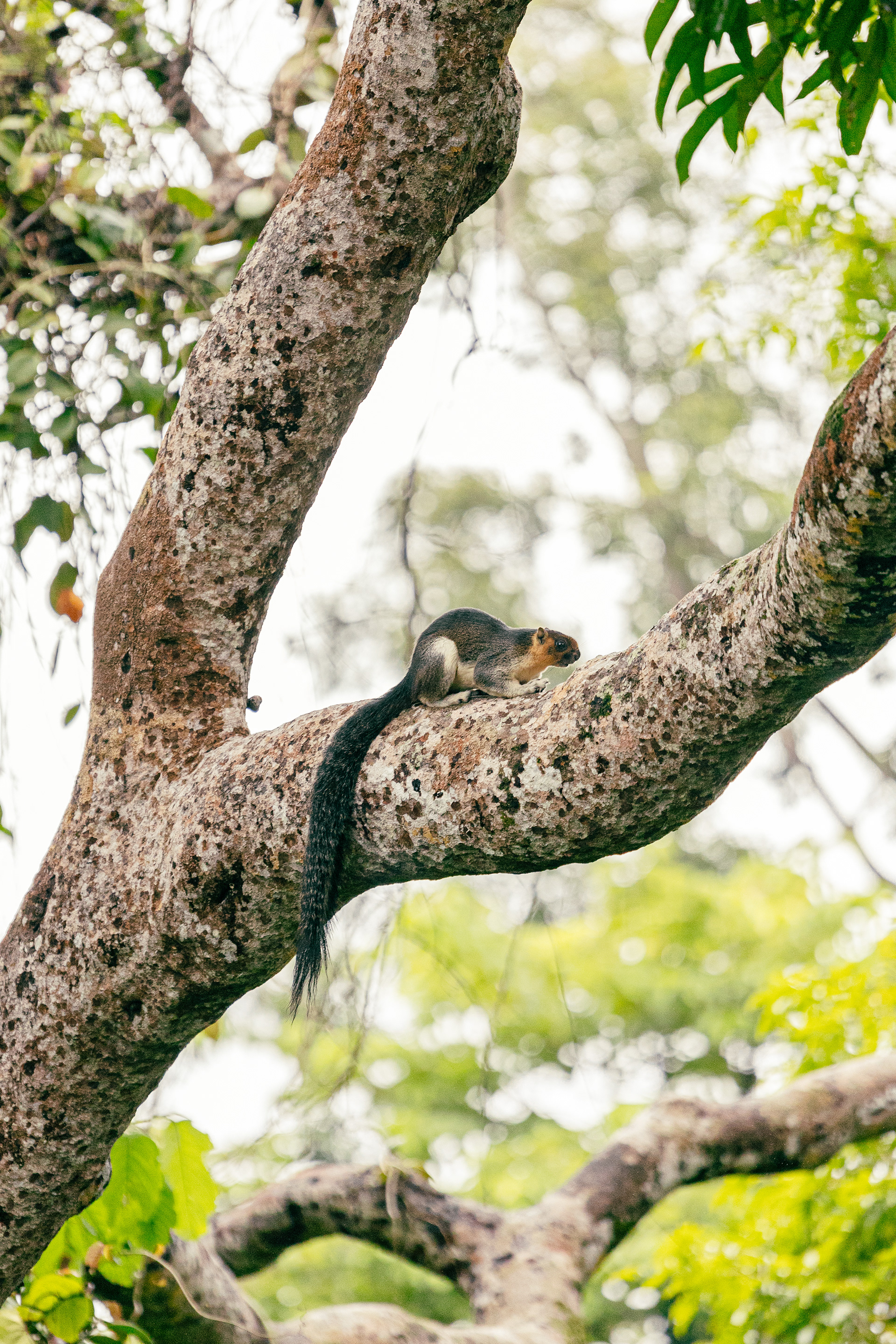 Écureuil géant de Bornéo - Sepilok, Bornéo