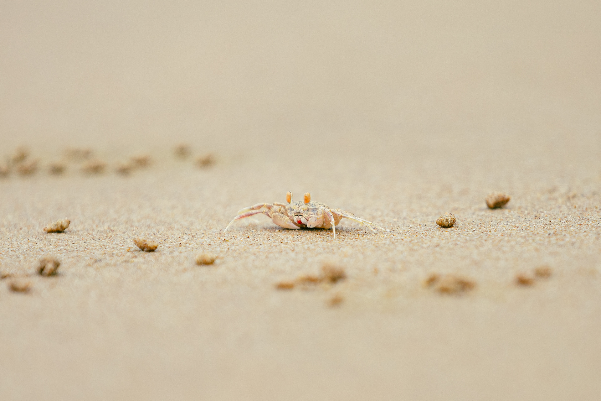Crabe - Bako National Park, Bornéo