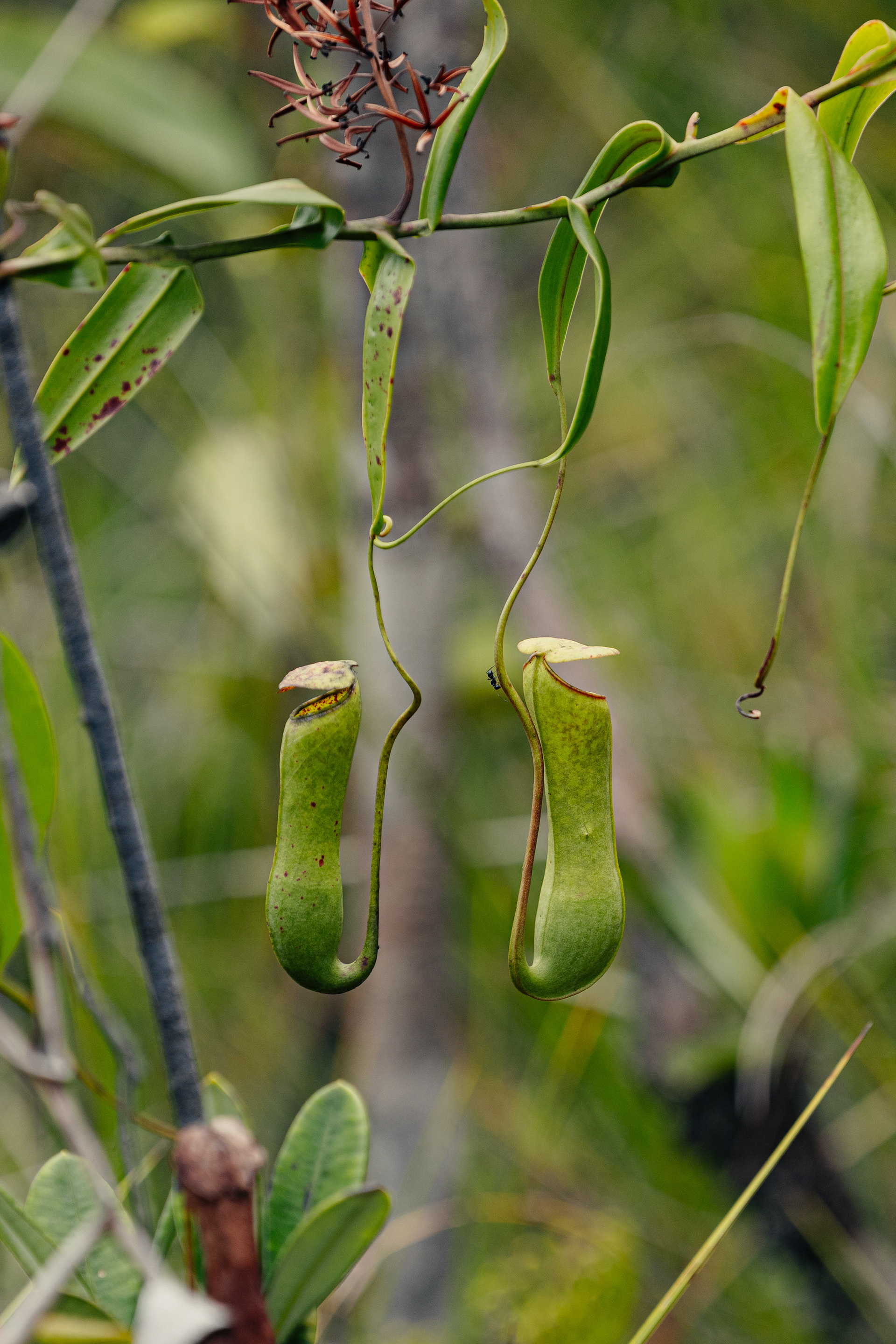 Nepenthaceae - Bako National Park, Bornéo