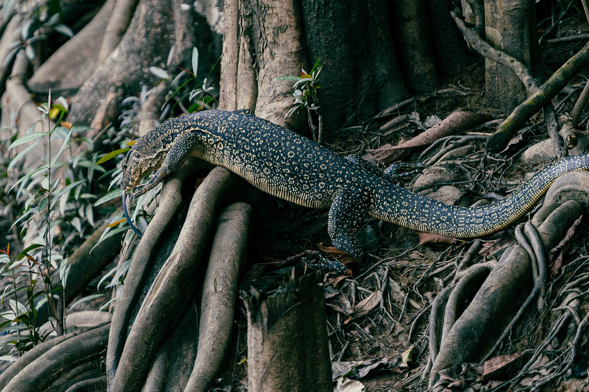 Varan Malais - Kinabatangan River, Bornéo