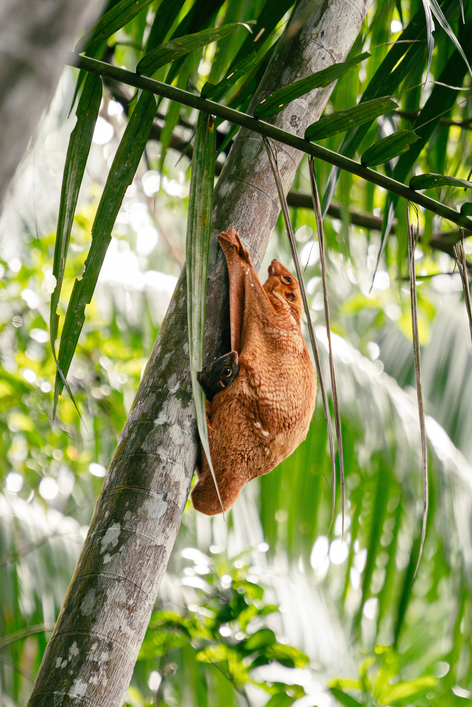 Écureuil volant et son petit - Bako National Park, Bornéo