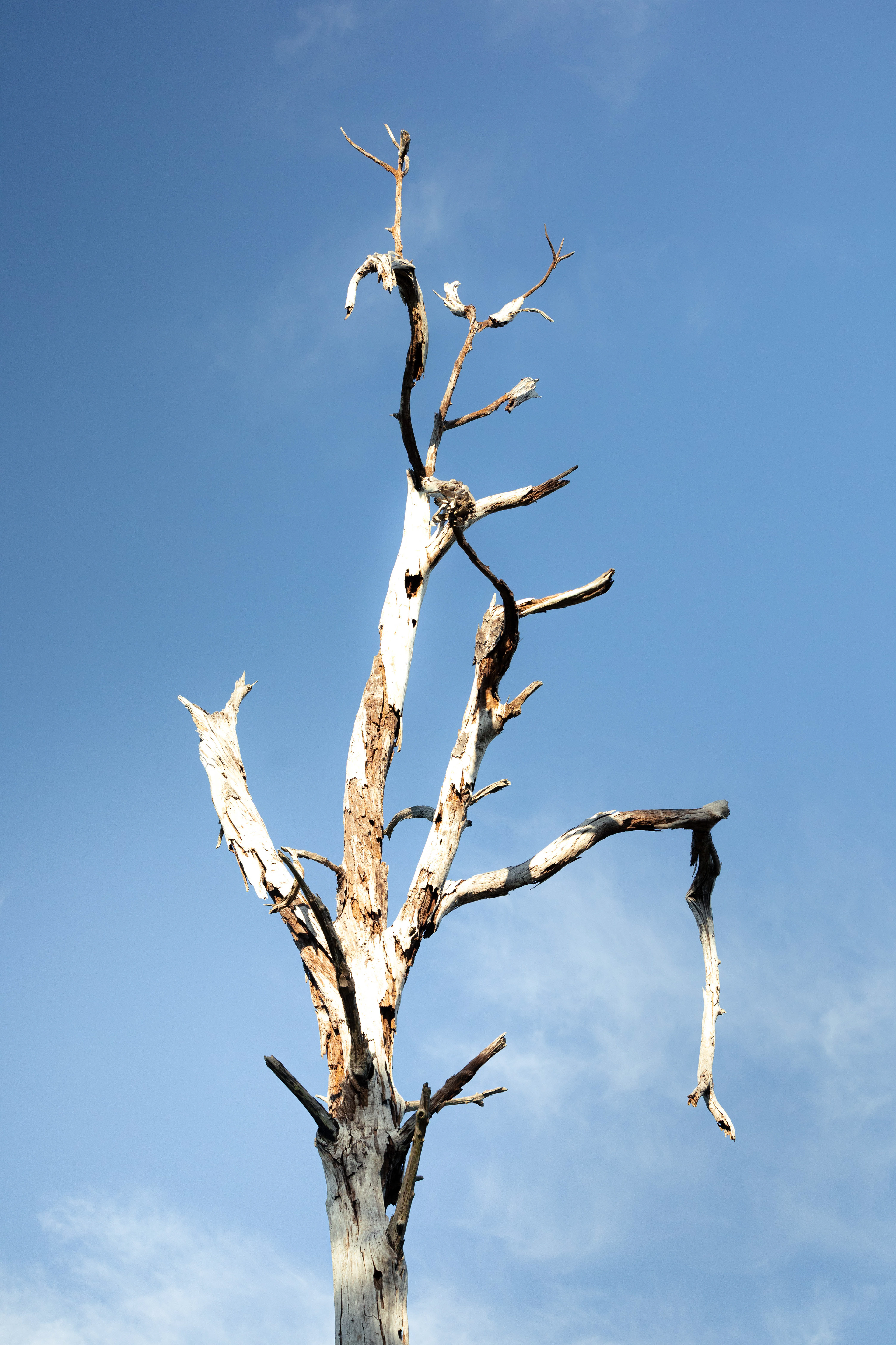 Everglades, Floride, USA