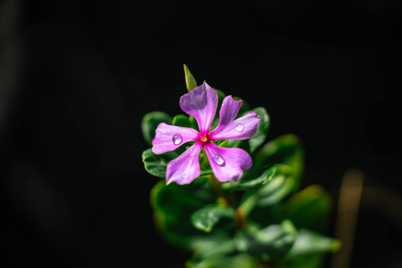 Pervenche - Savai'i, Samoa