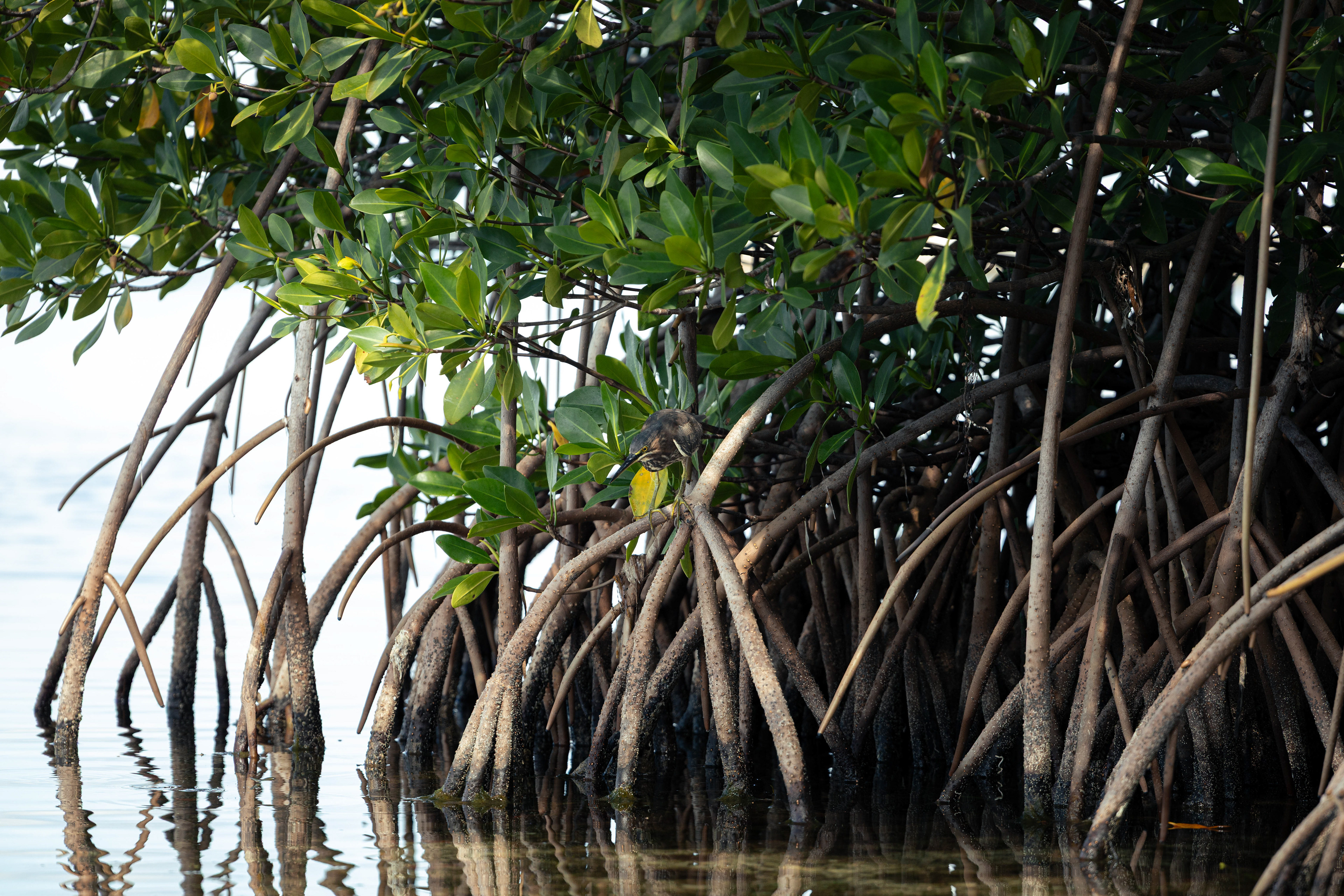 Héron vert dans la mangrove - Keys, Floride, USA