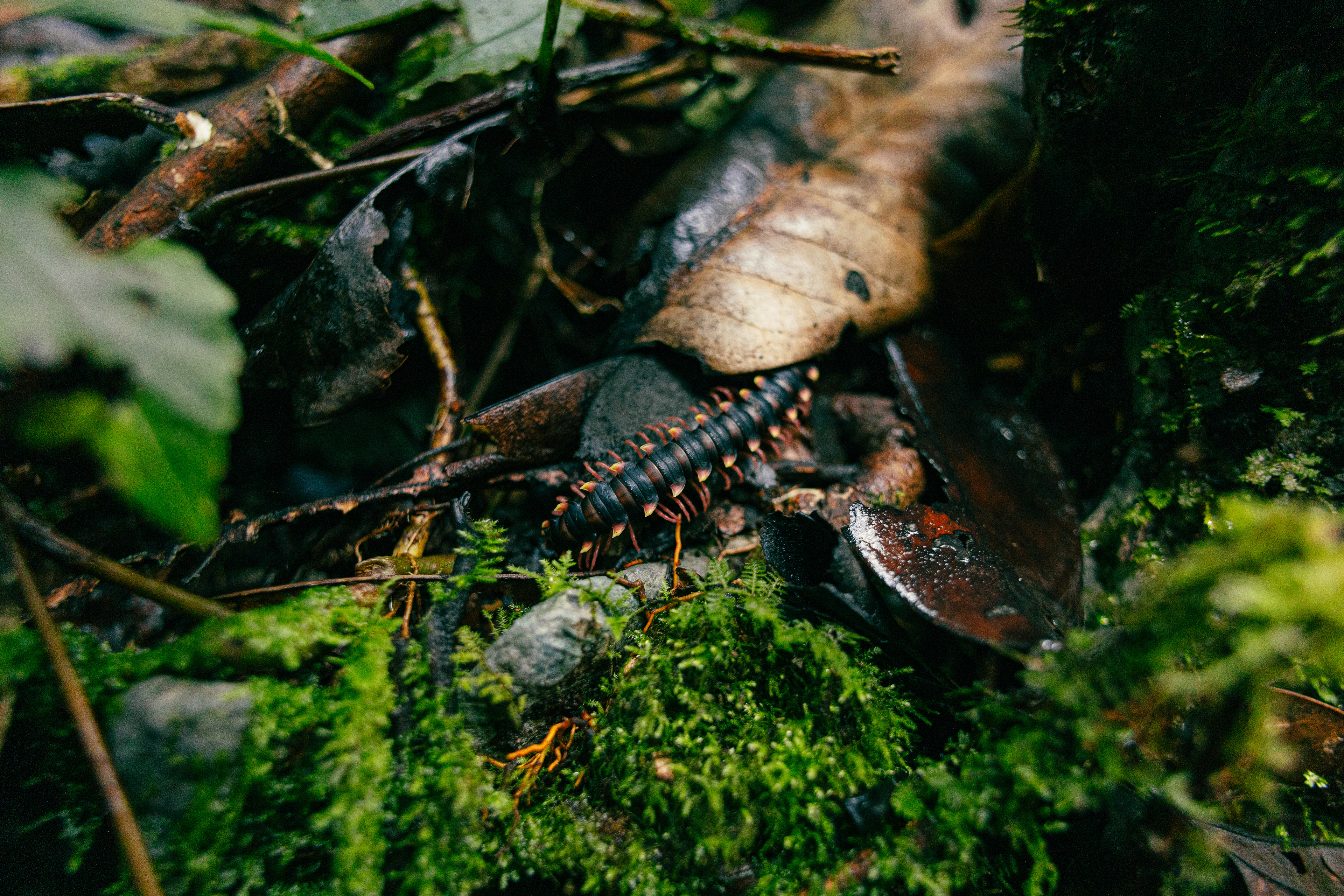 Milipili - Mulu National Park