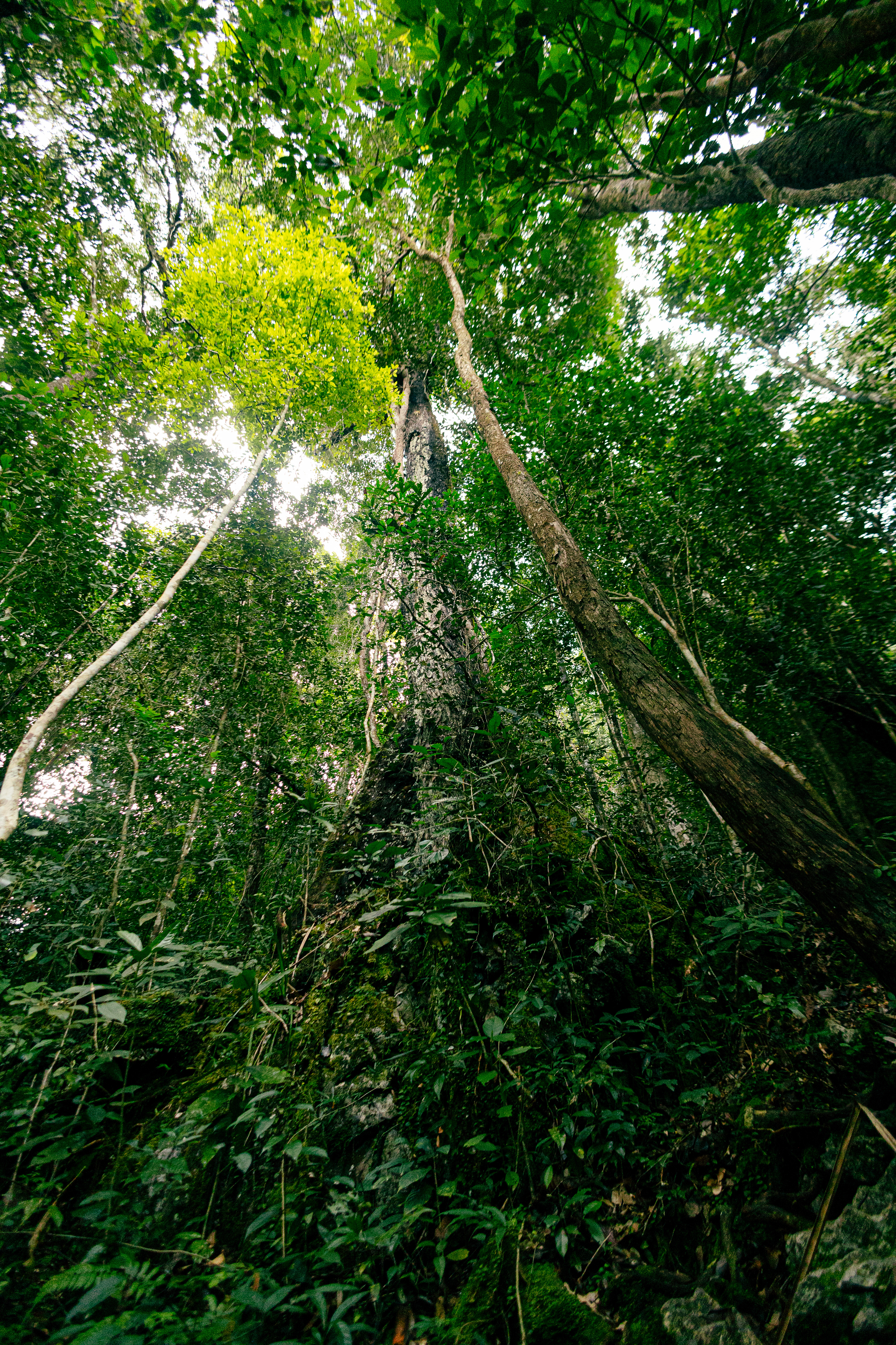Tualang de plus de 60m - Mulu National Park