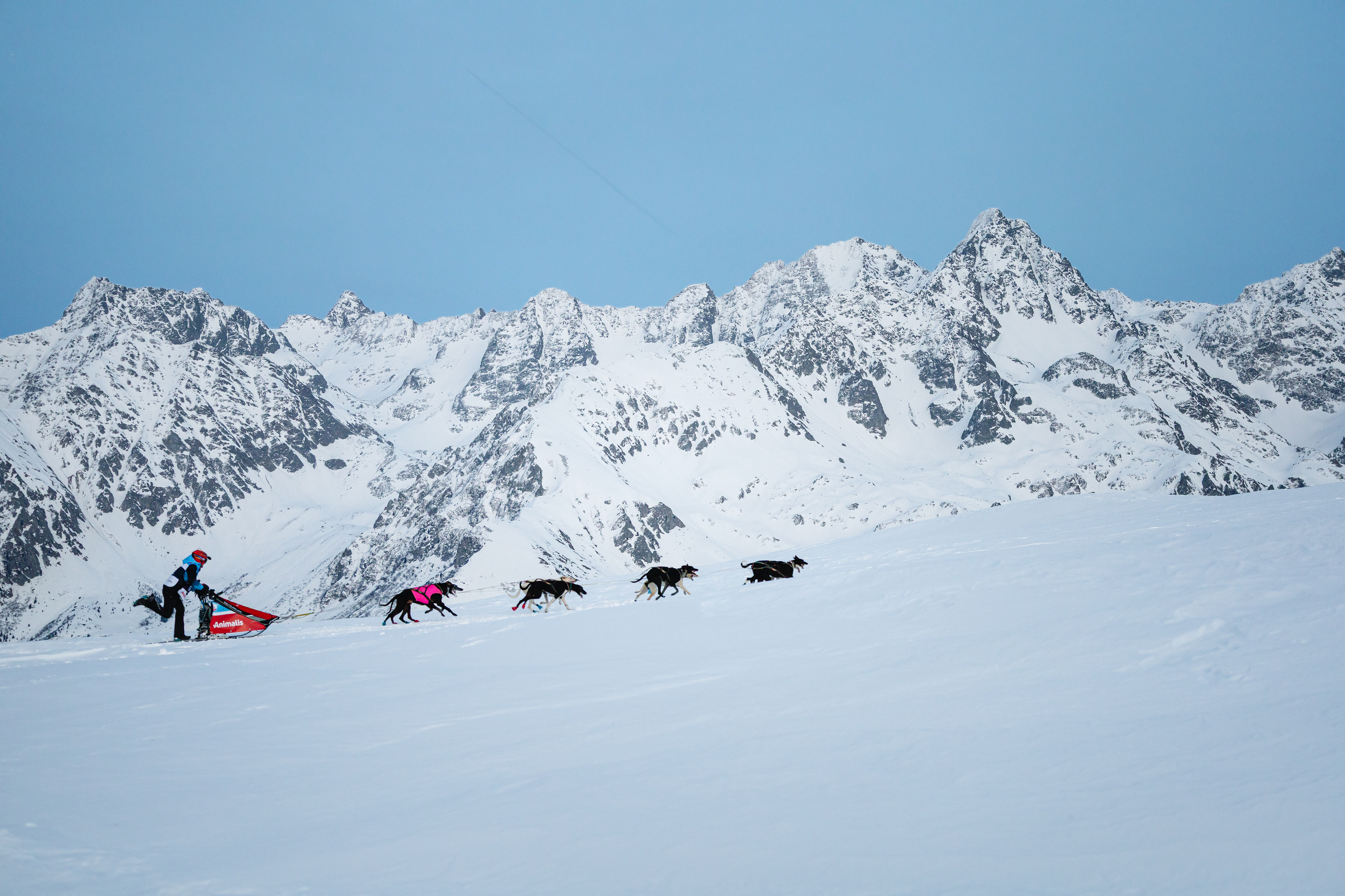 Musher en course - Les 7 Laux, France