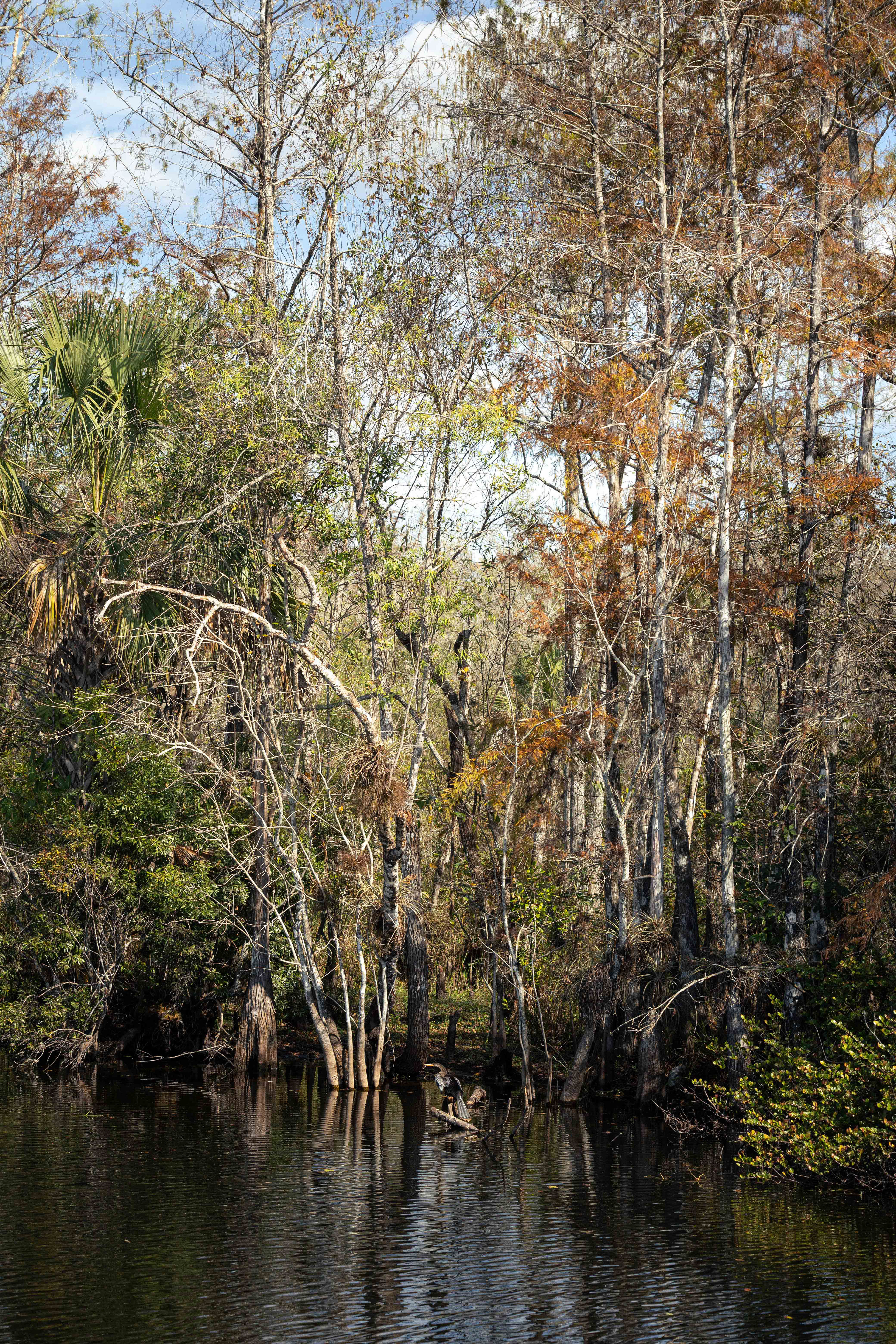 Everglades, Floride, USA