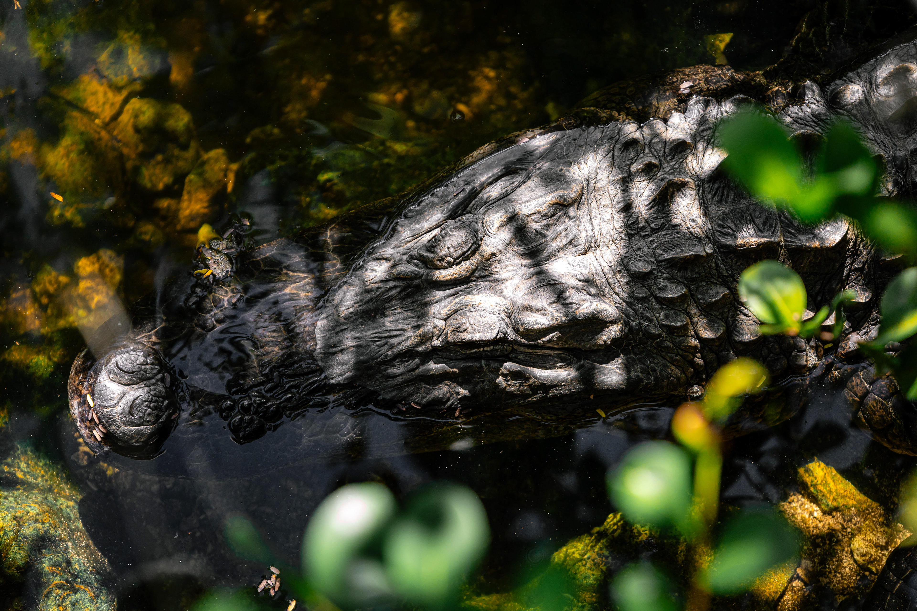 Alligator - Everglades, Floride, USA