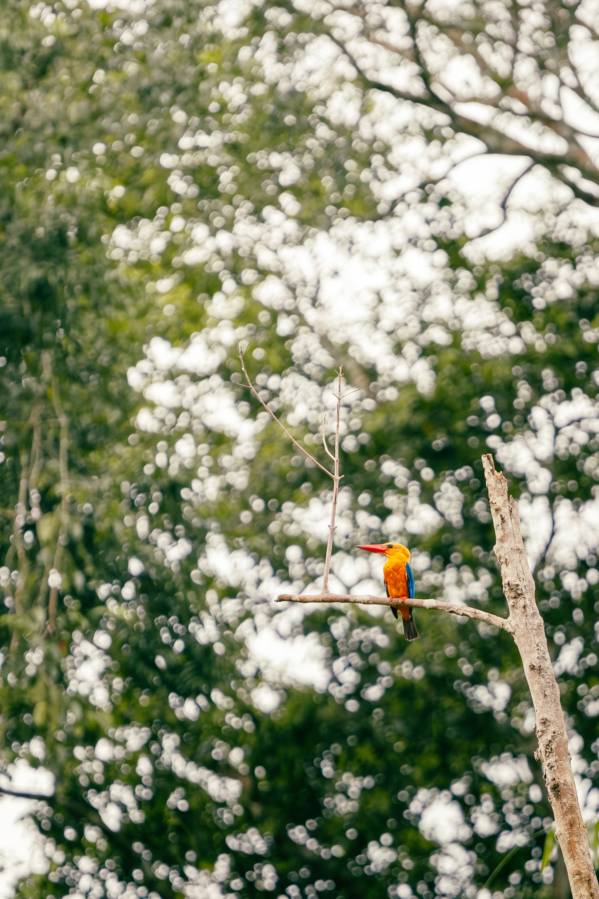 Martin-chasseur Gurial - Kinabatangan River, Bornéo