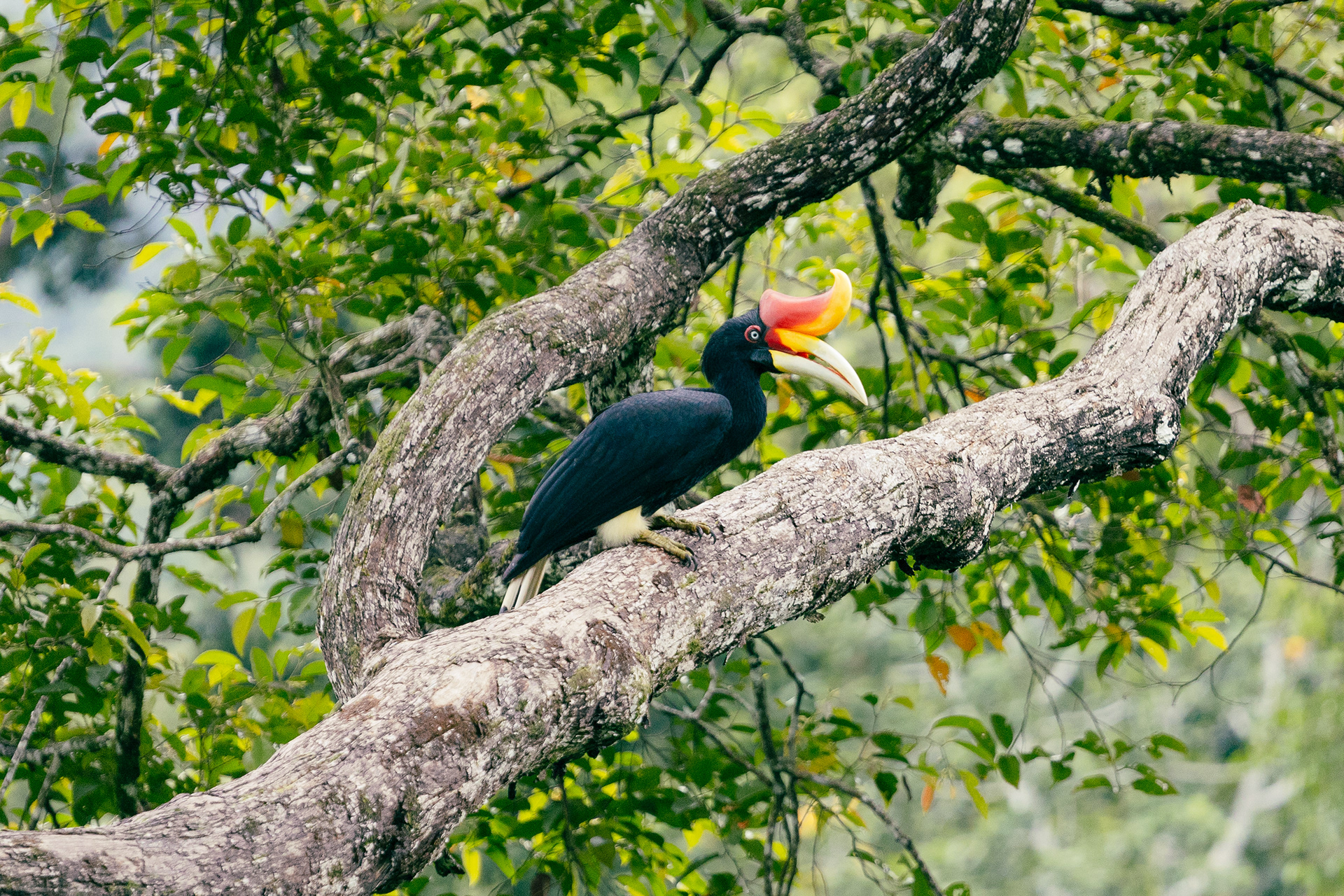 Calao rhinocéros - Sepilok, Bornéo