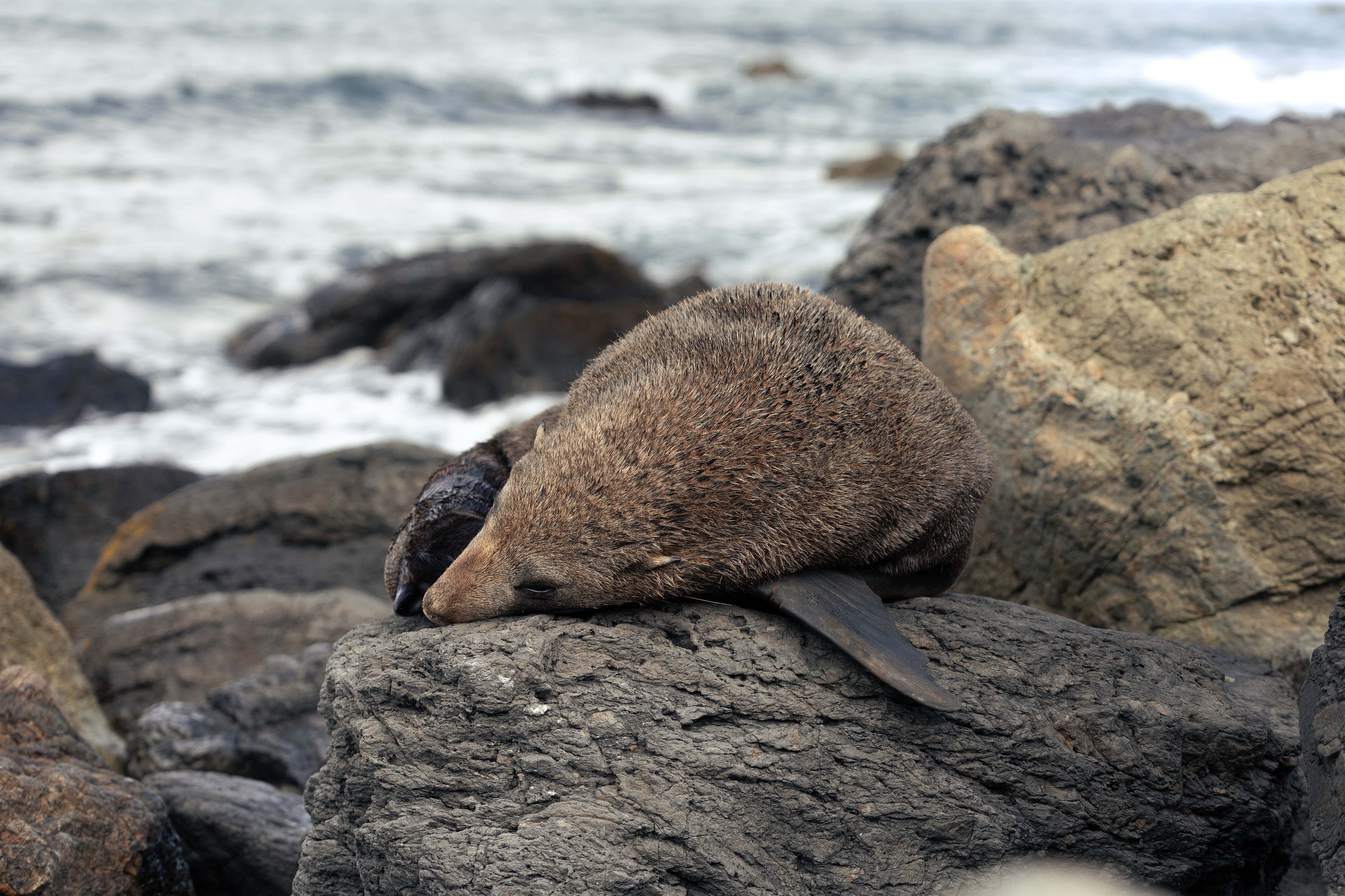 Otarie - Cap Palliser, Nouvelle-Zélande
