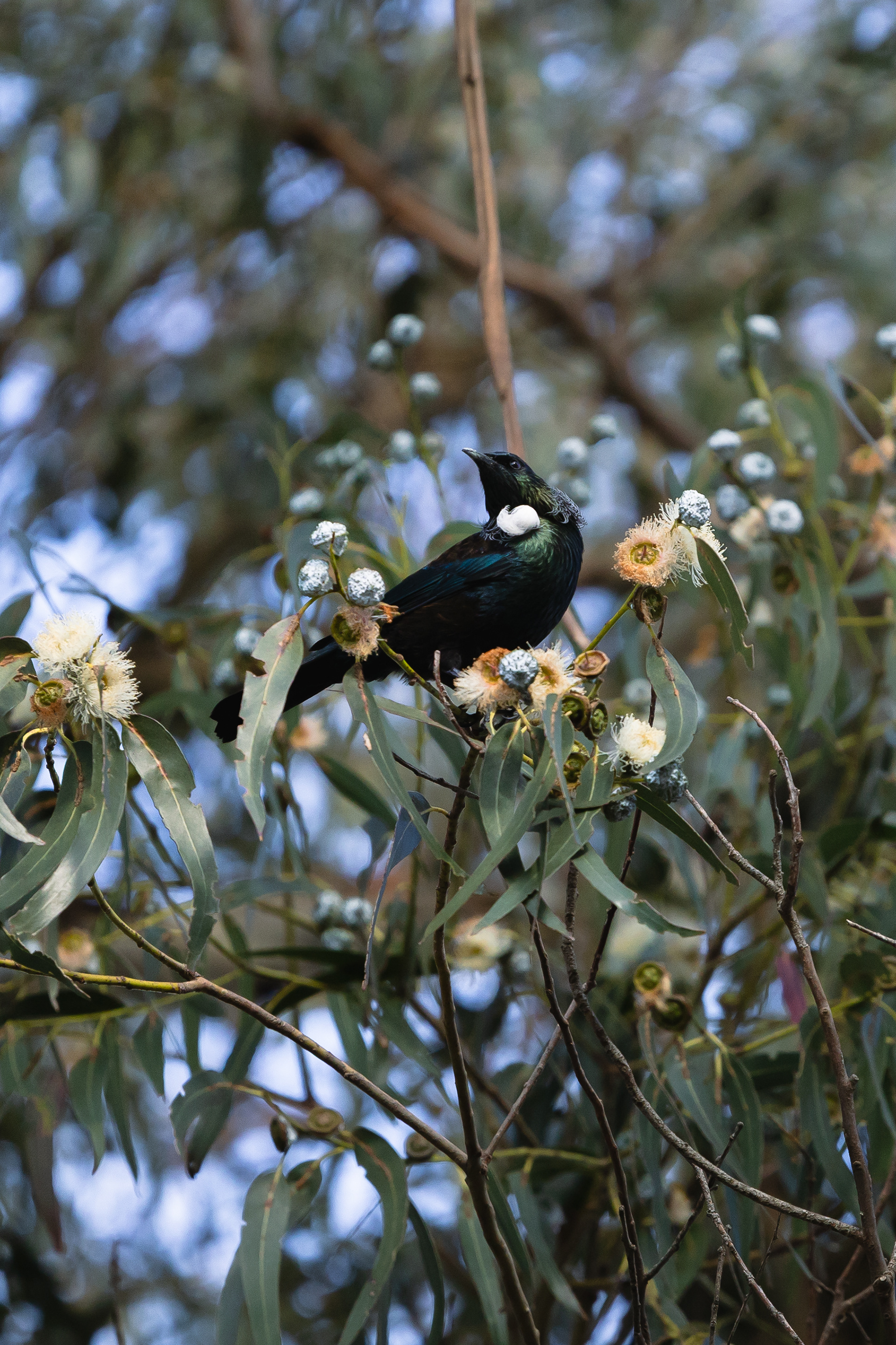Tūi, oiseau emdémique - Taūpo, Nouvelle-Zélande
