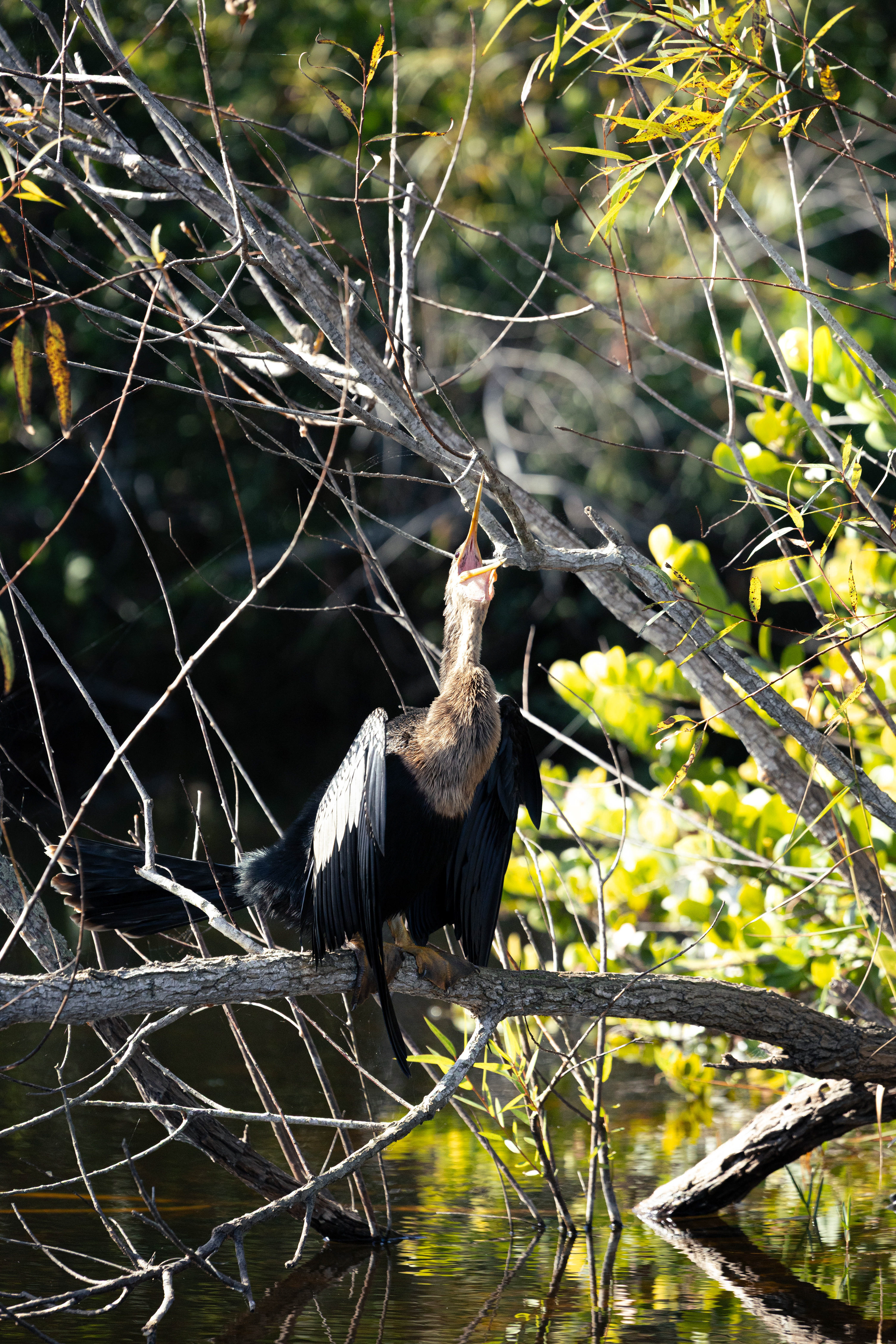 Anhinga - Everglades, Floride, USA