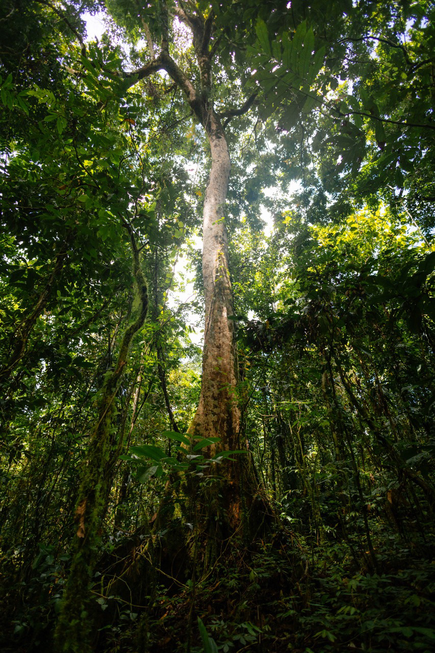 Jungle samoane - Upolu, Samoa