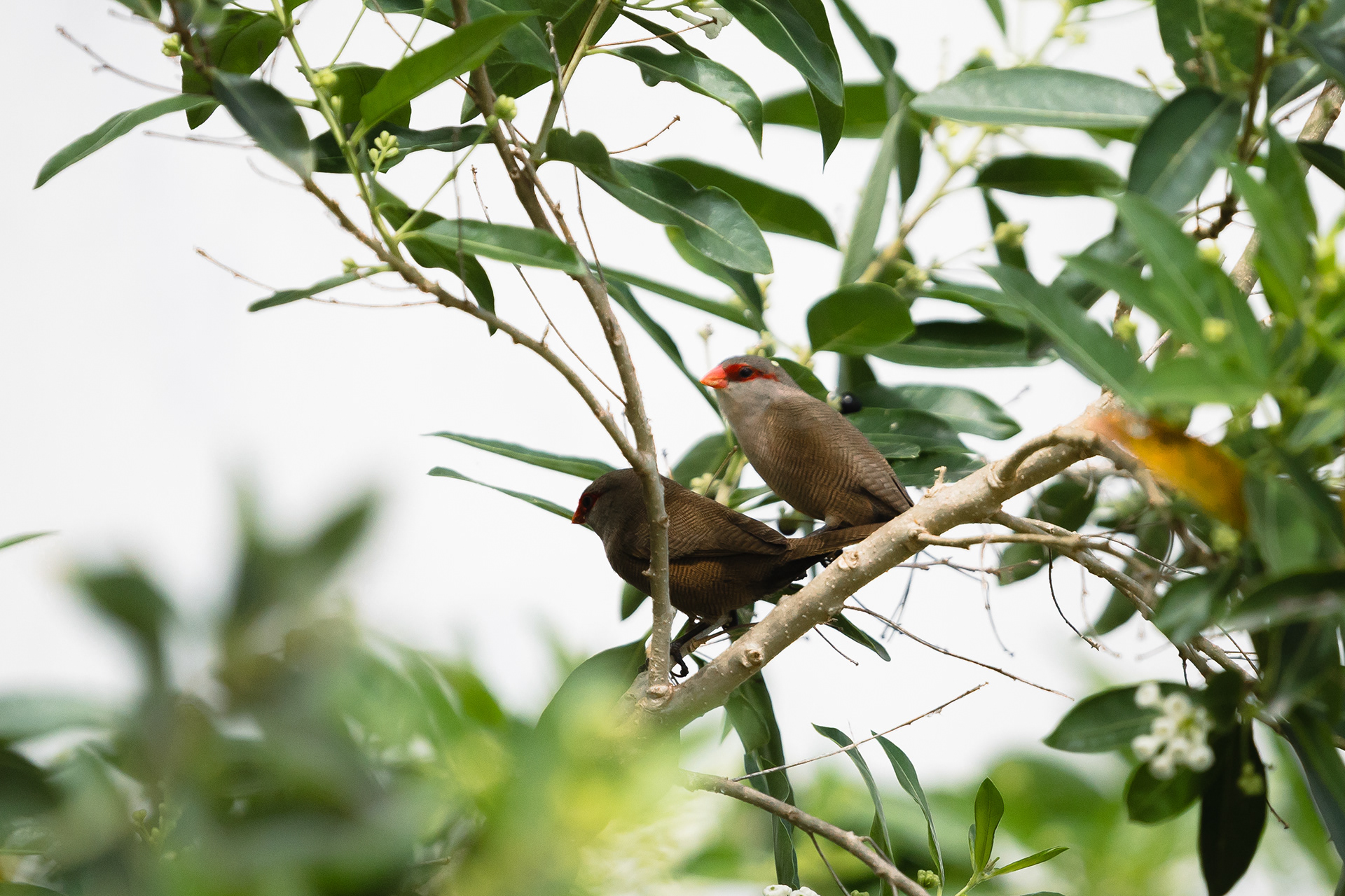 Île d'Éfaté, Vanuatu