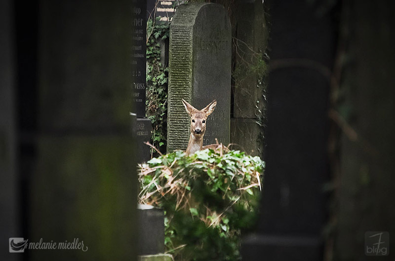 Rehe im Wiener Zentralfriedhof
