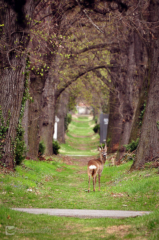 Rehe im Wiener Zentralfriedhof