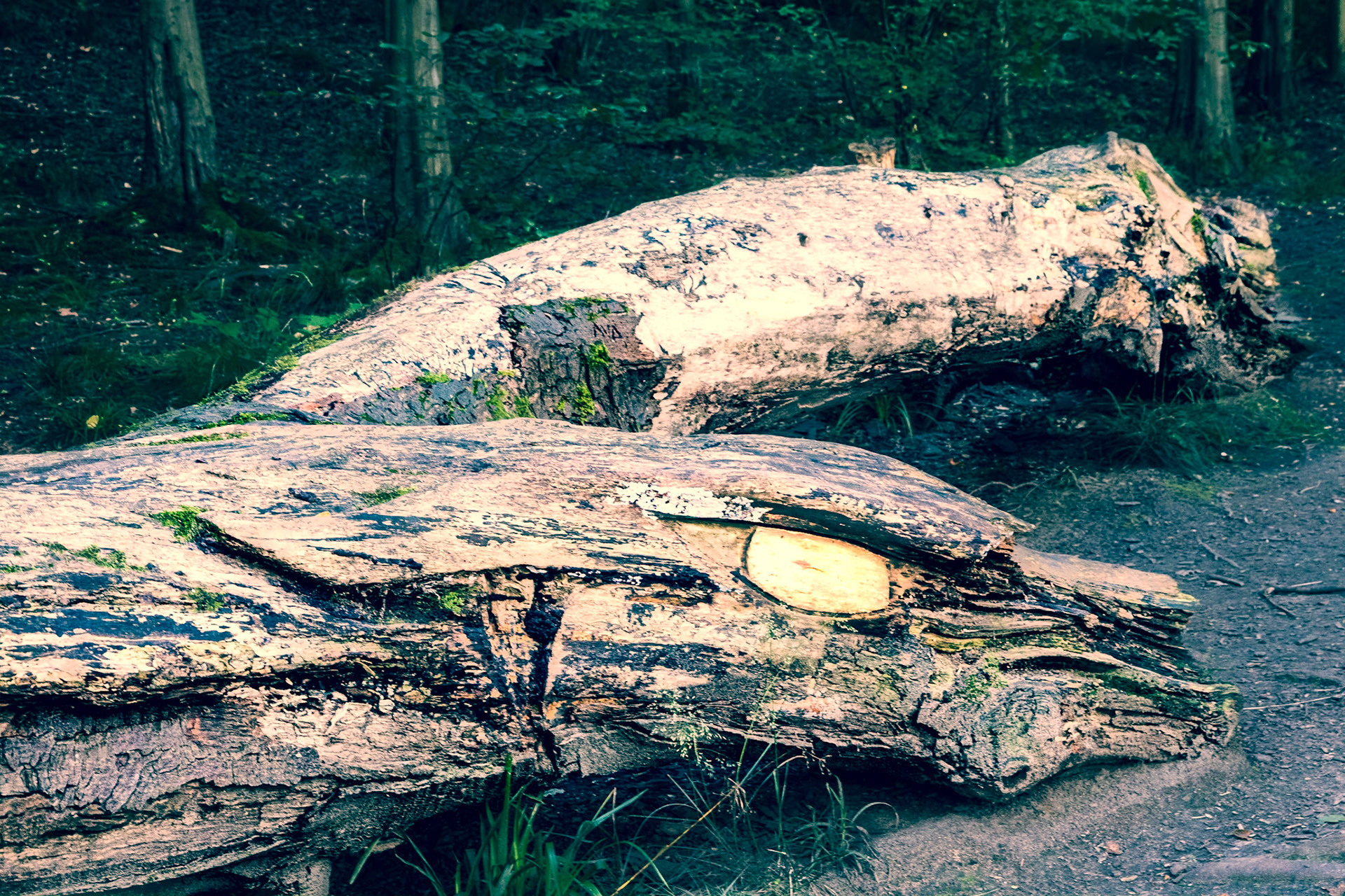 Dibbinsdale Nature Reserve