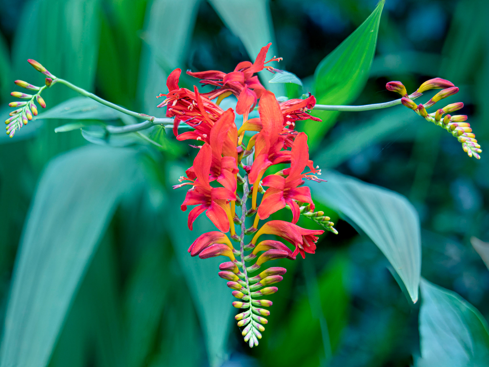 Crocosmia