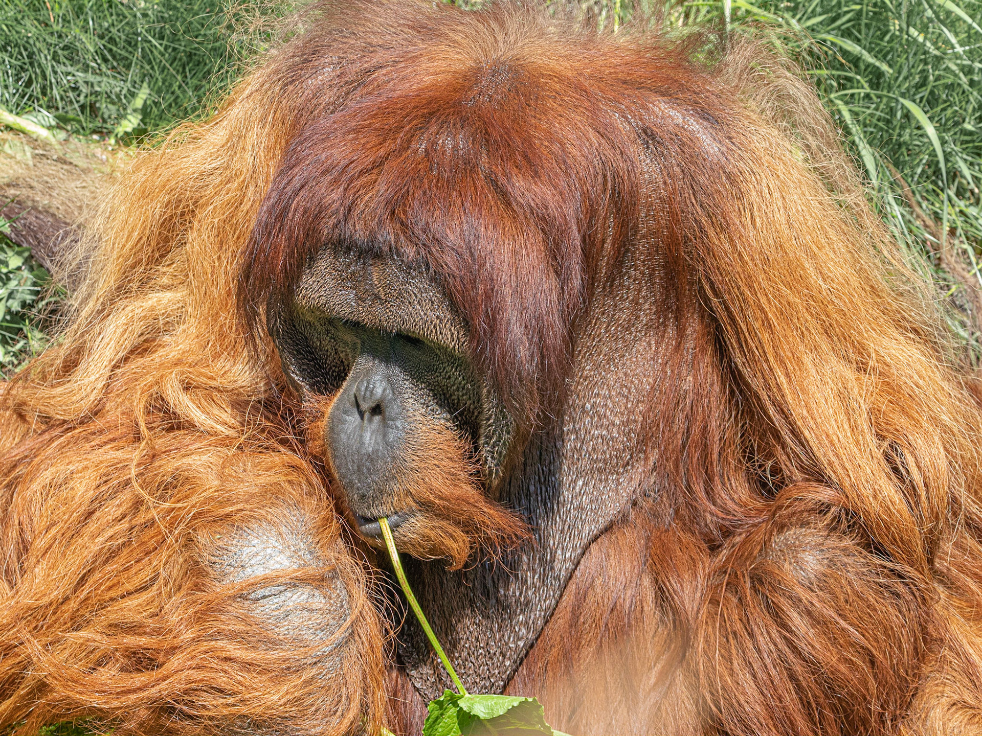 Sumatran Orangutan