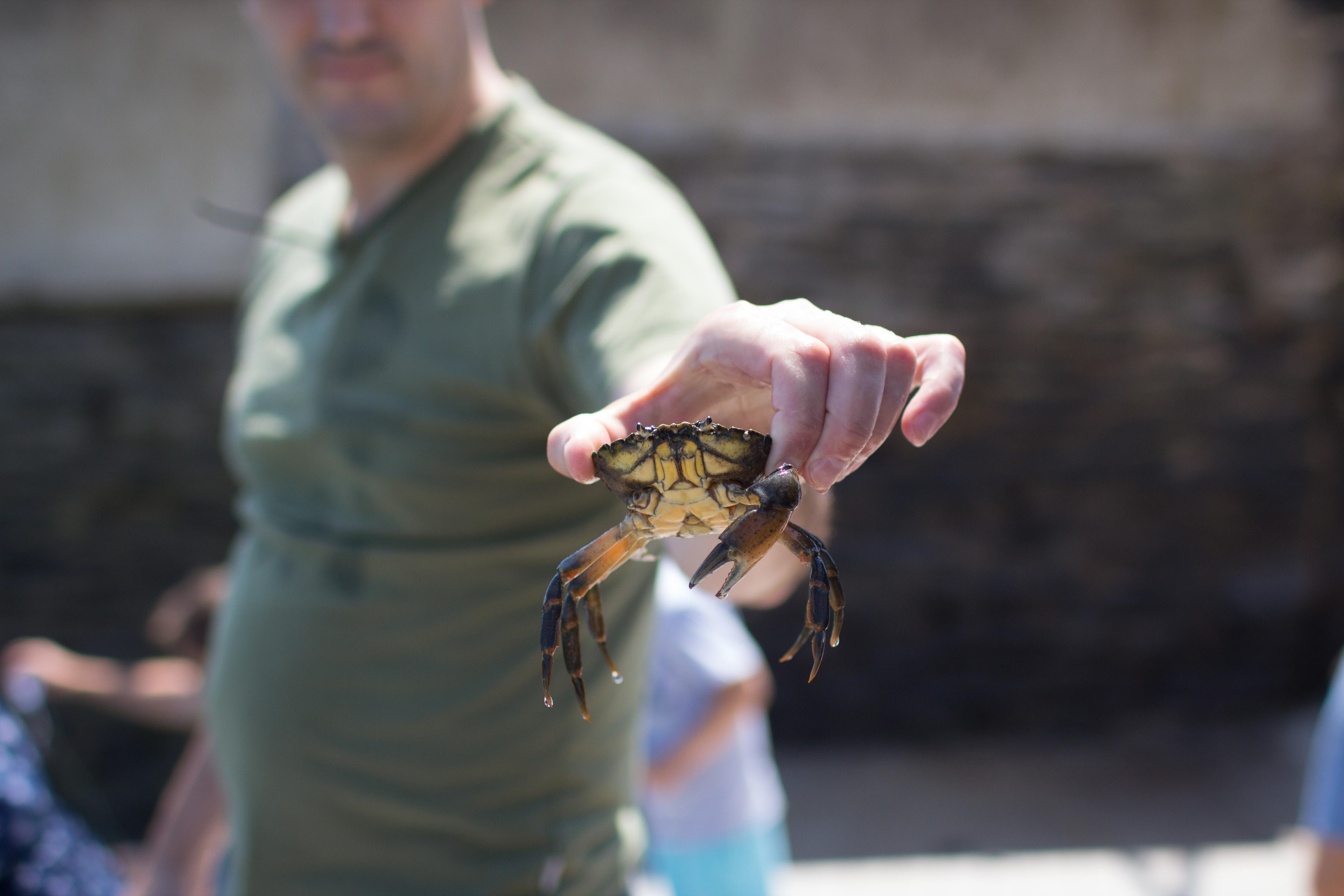 Crabbing in Cornwall