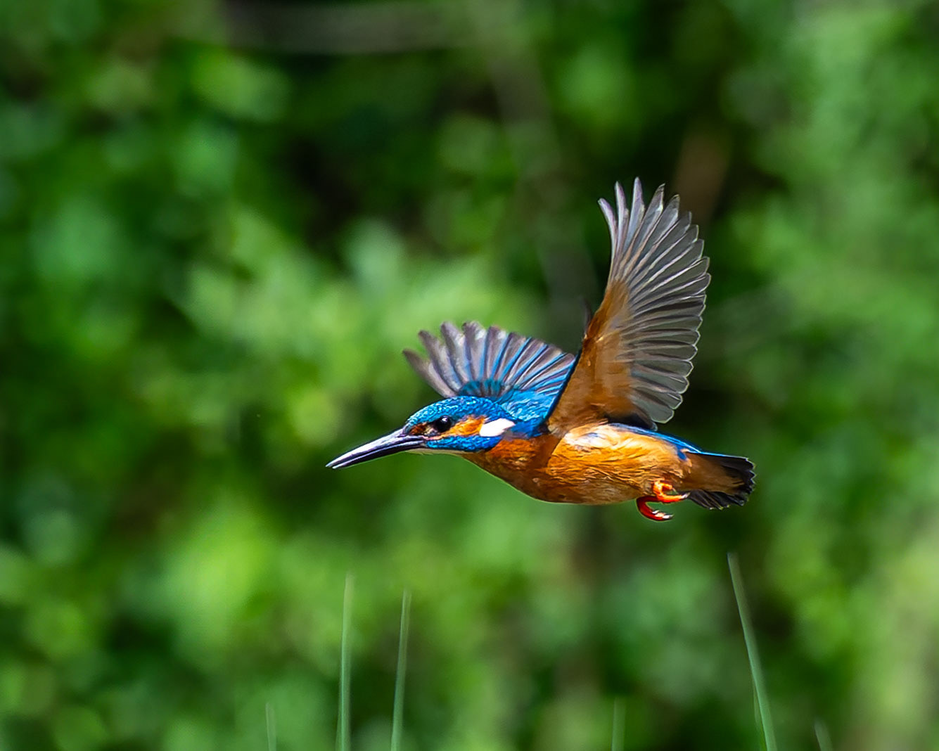 Eisvogel