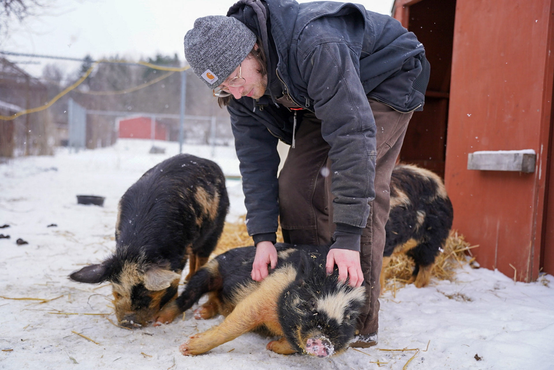 Michael, a farmhand employee at Lollypop Farm Humane Society, pets the baby of the herd of Kunekune pigs that he helps take care of on Wed Feb 5, 2025.