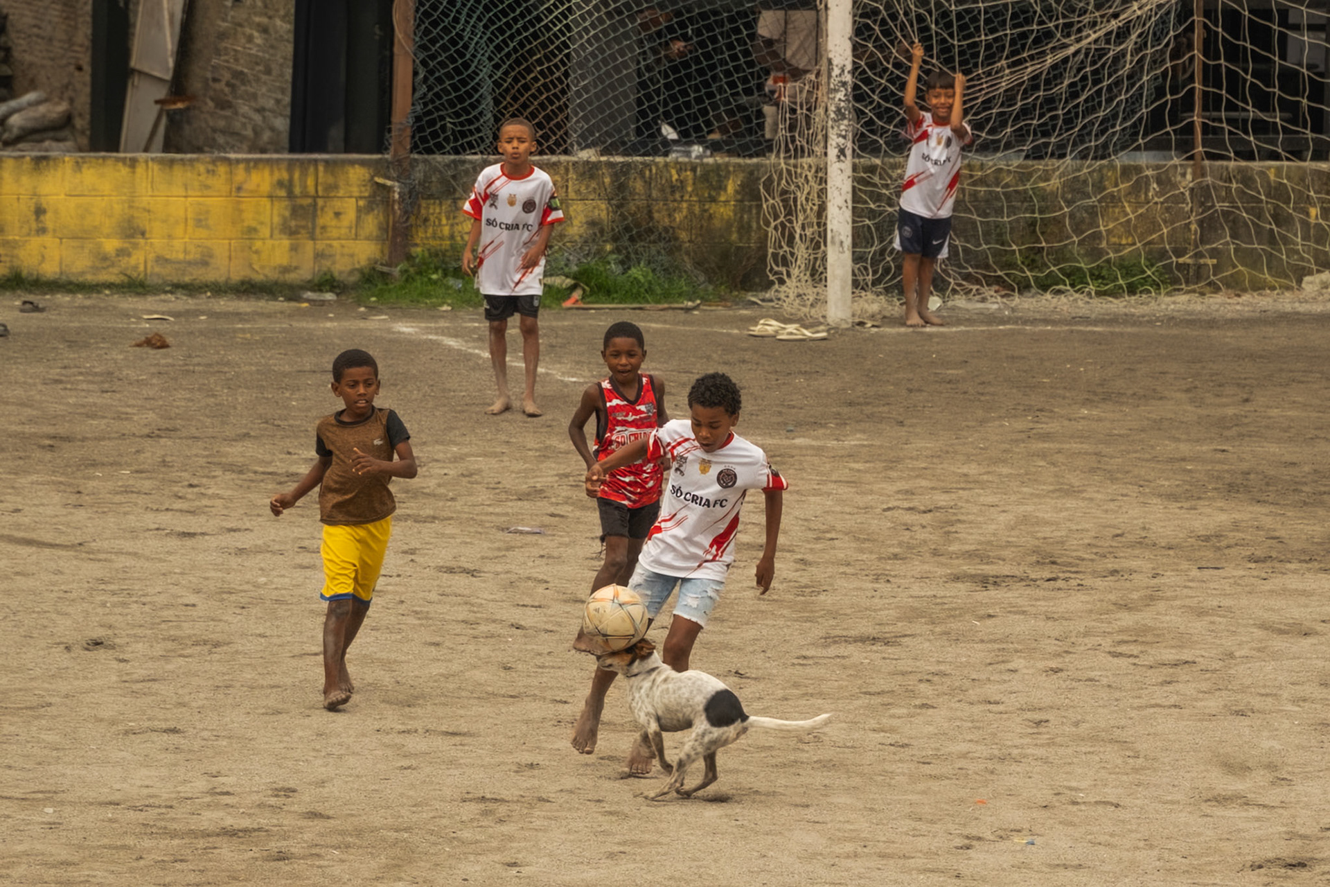 O DOG NO JOGO