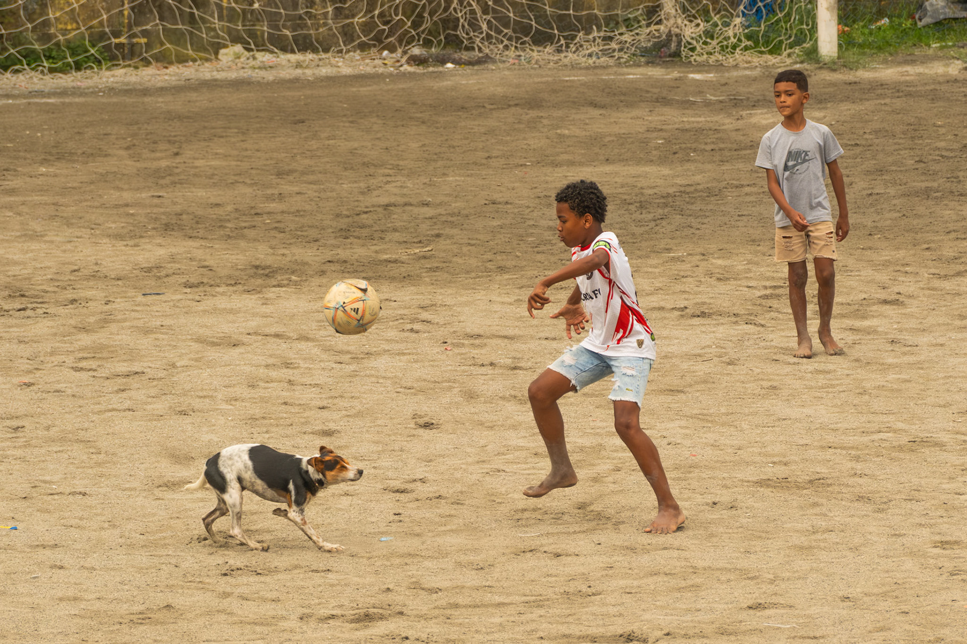 O DOG NO JOGO