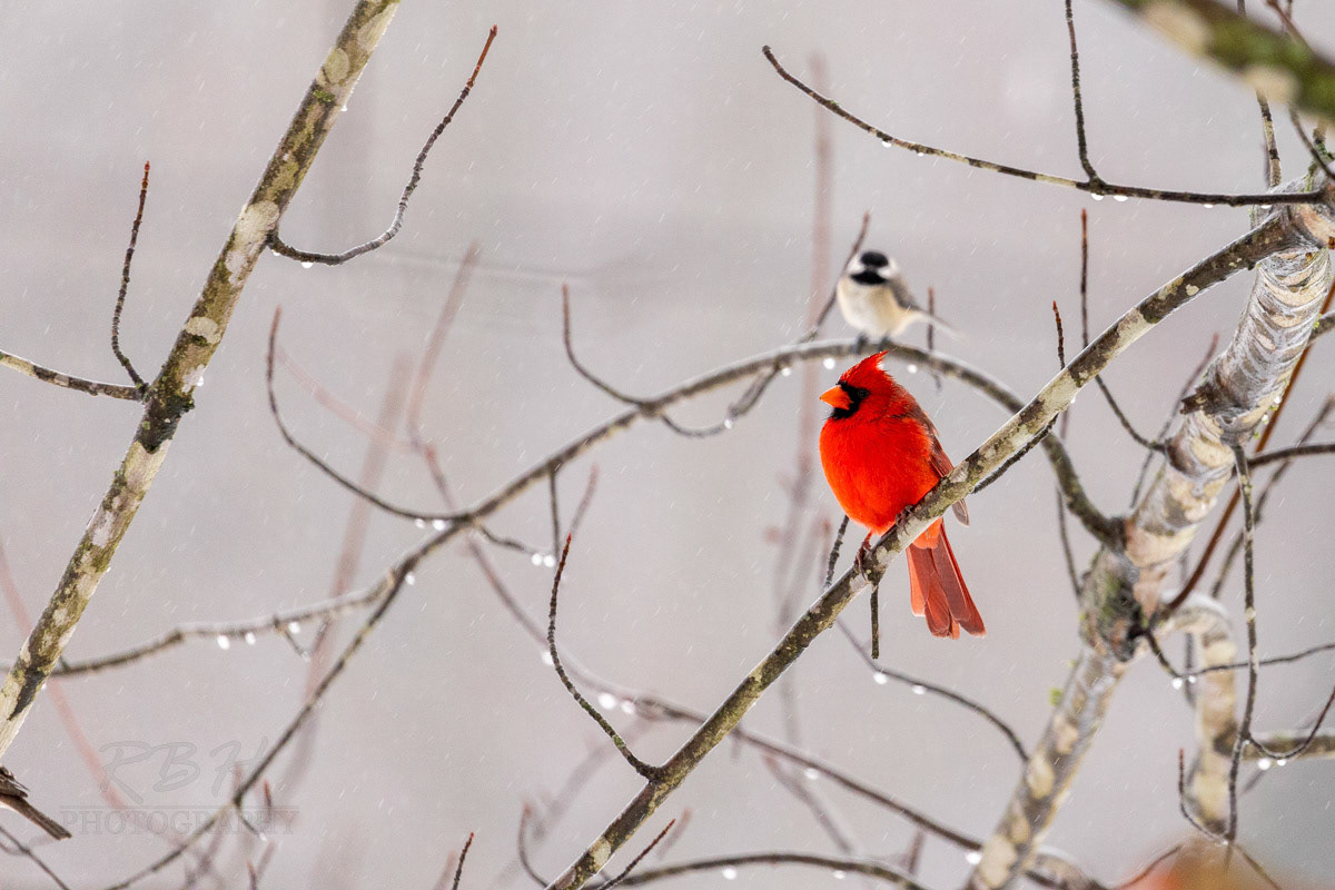 cardinal-in-winter