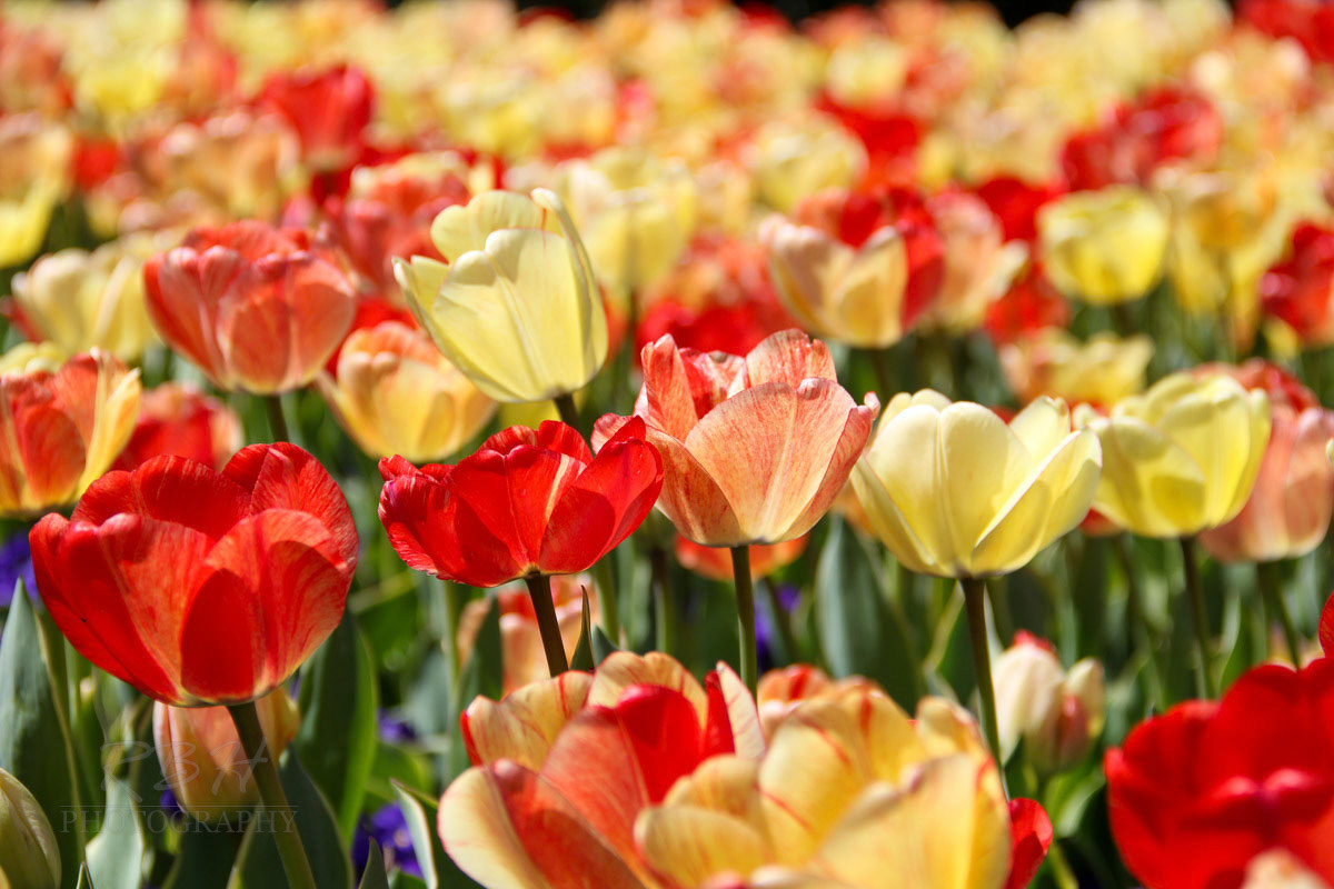 tulips