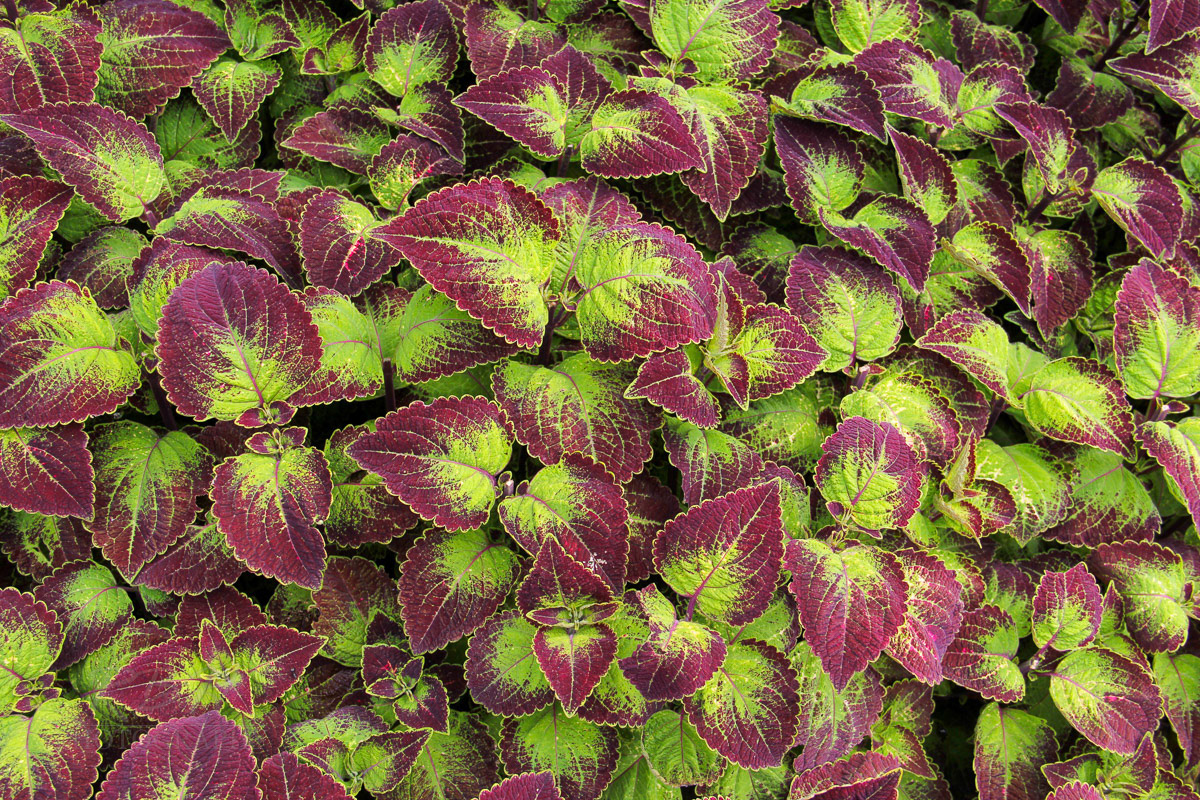 coleus