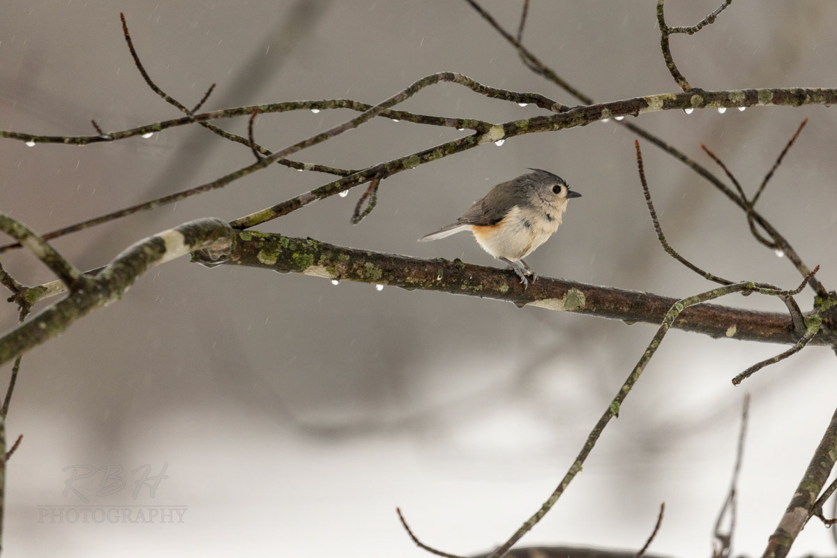tufted-titmouse