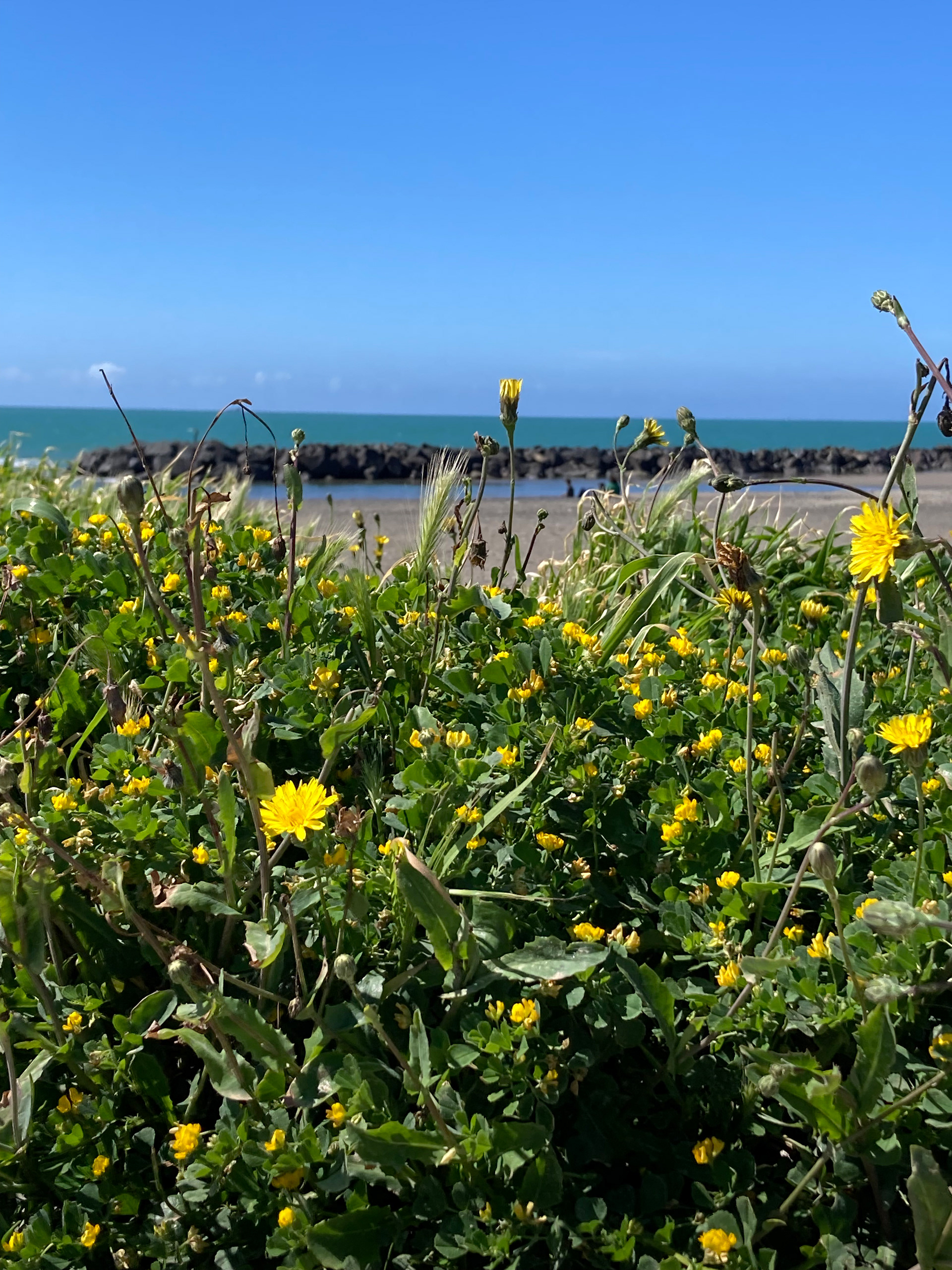Fiumicino beach. April 2024